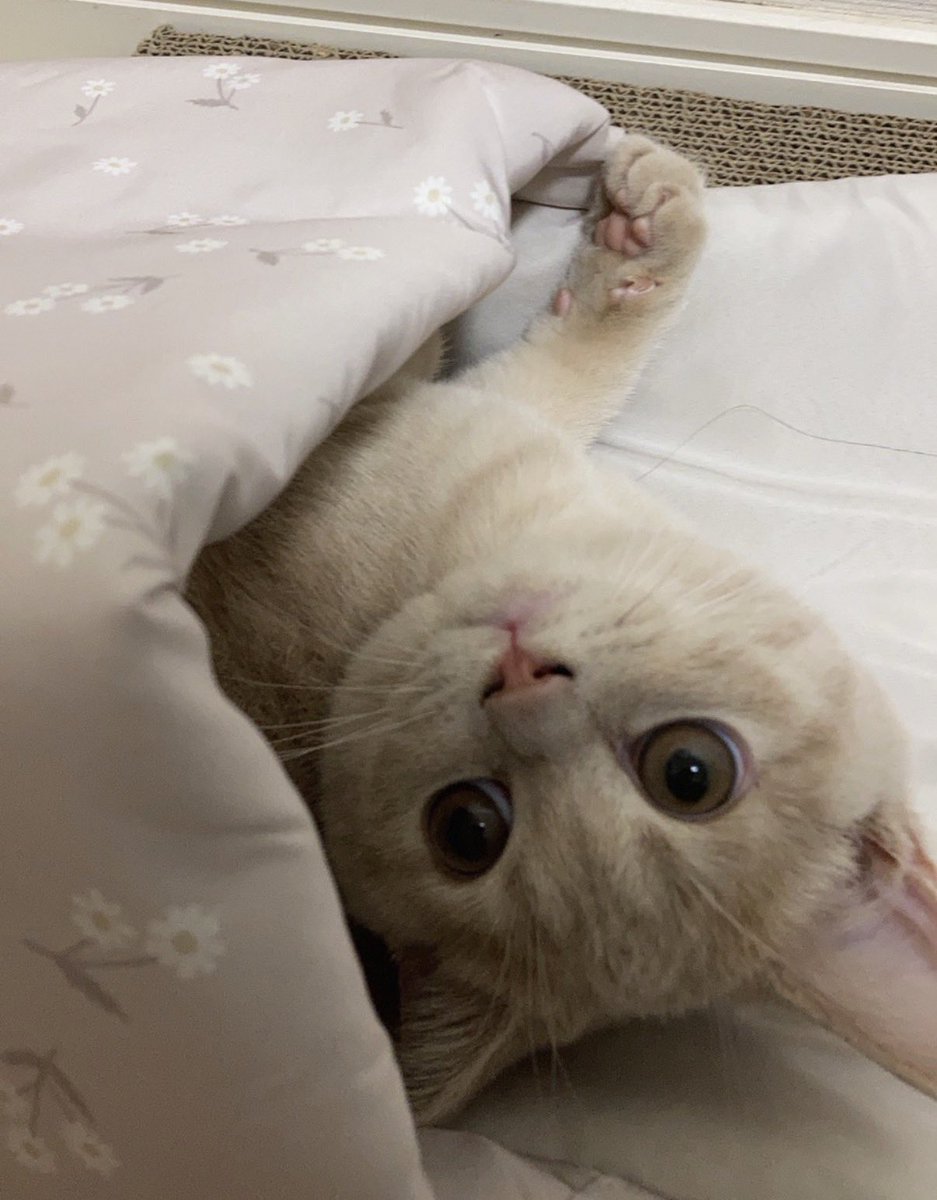 きなこ tweet media