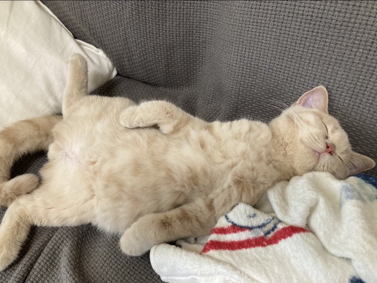 きなこ tweet media