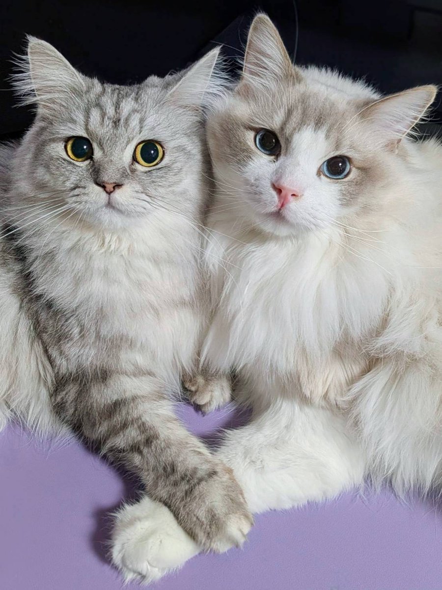 みしゅり tweet media