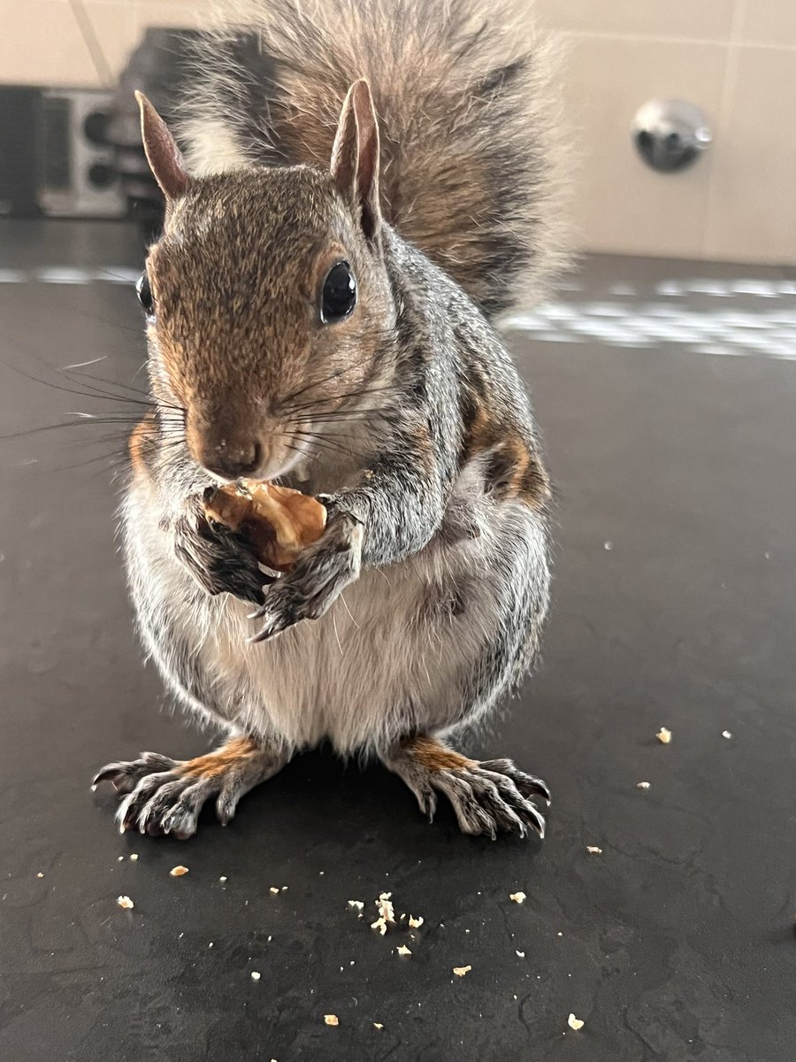 Gabrielle Boyle tweet media