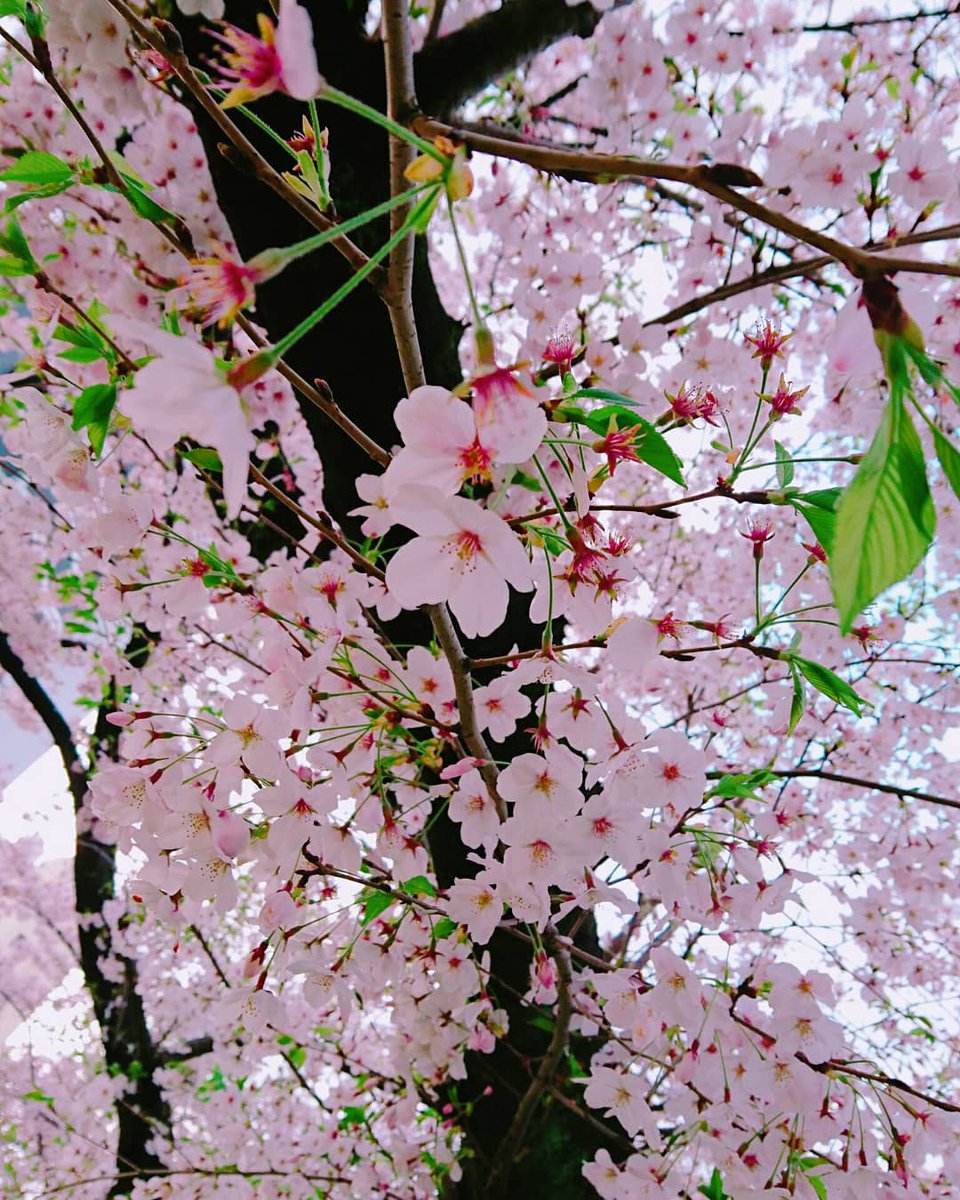 夜羽月りーな(ようづきりーな)❄趣味垢 tweet media