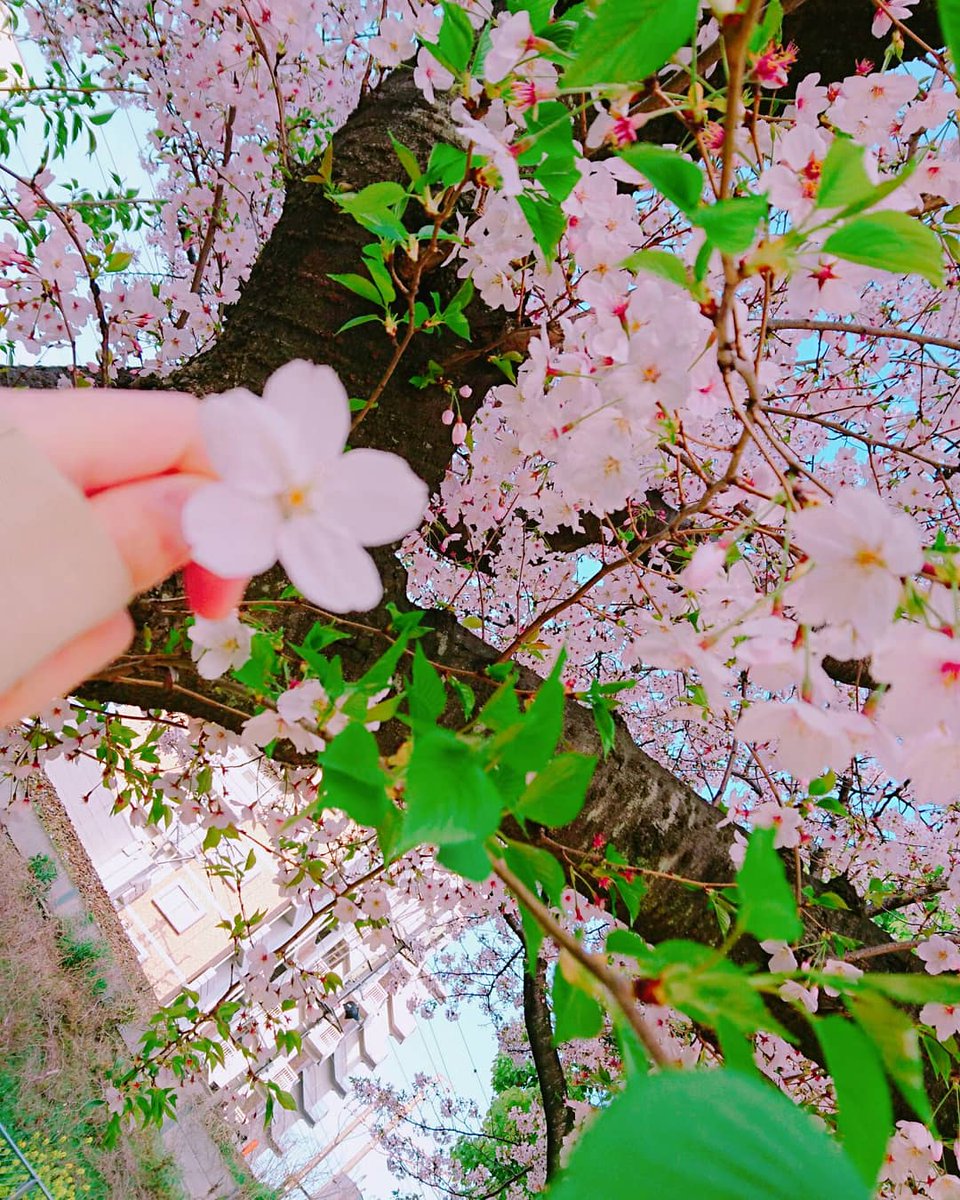 夜羽月りーな(ようづきりーな)❄趣味垢 tweet media