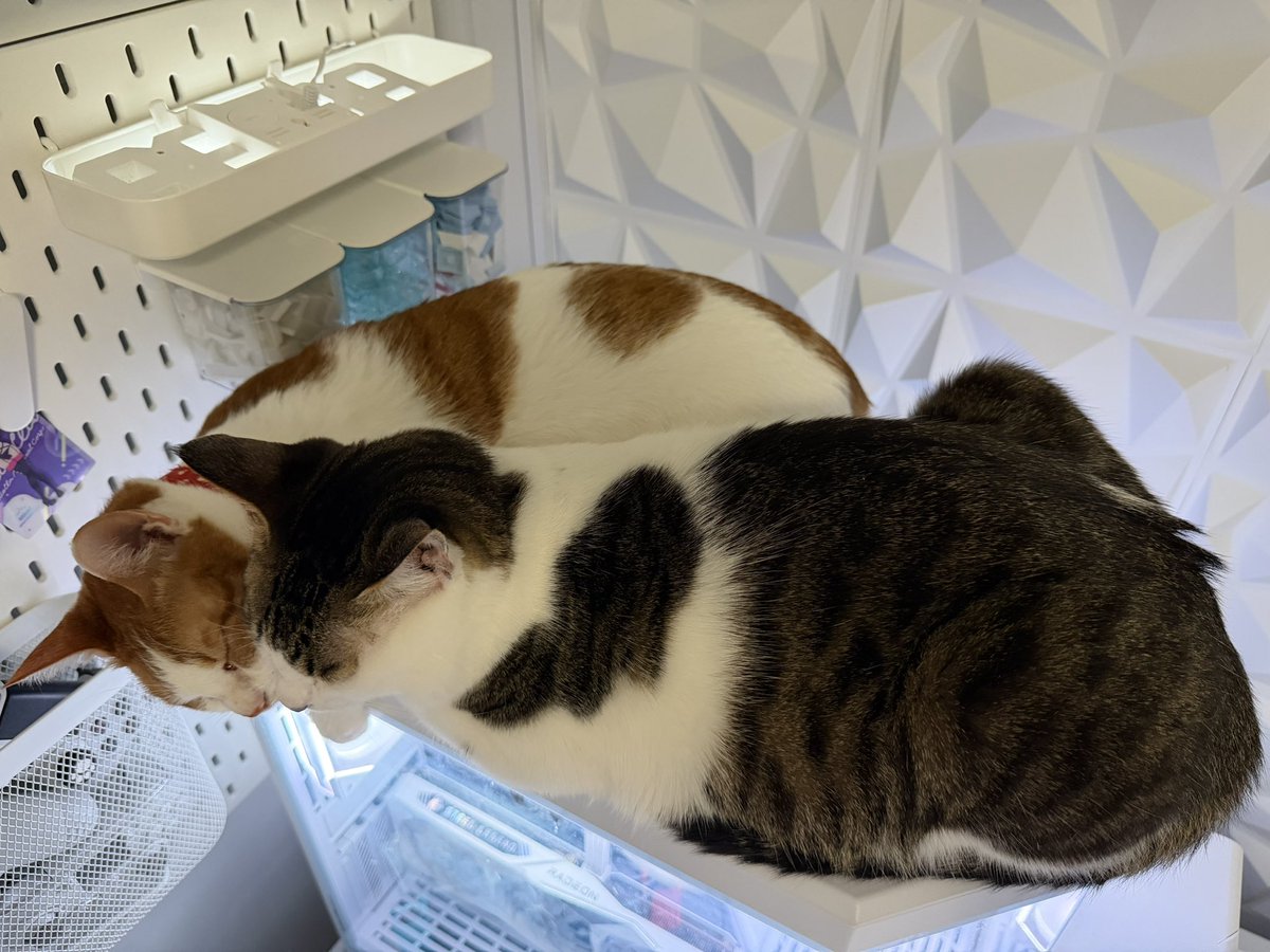 china_setup's tweet image. ゲーミングPC大盛況中💦
仲良くしてたと思ったら取り合い始まって片方が独占する。
いつものパターン

 #desksetup  #gamingpc