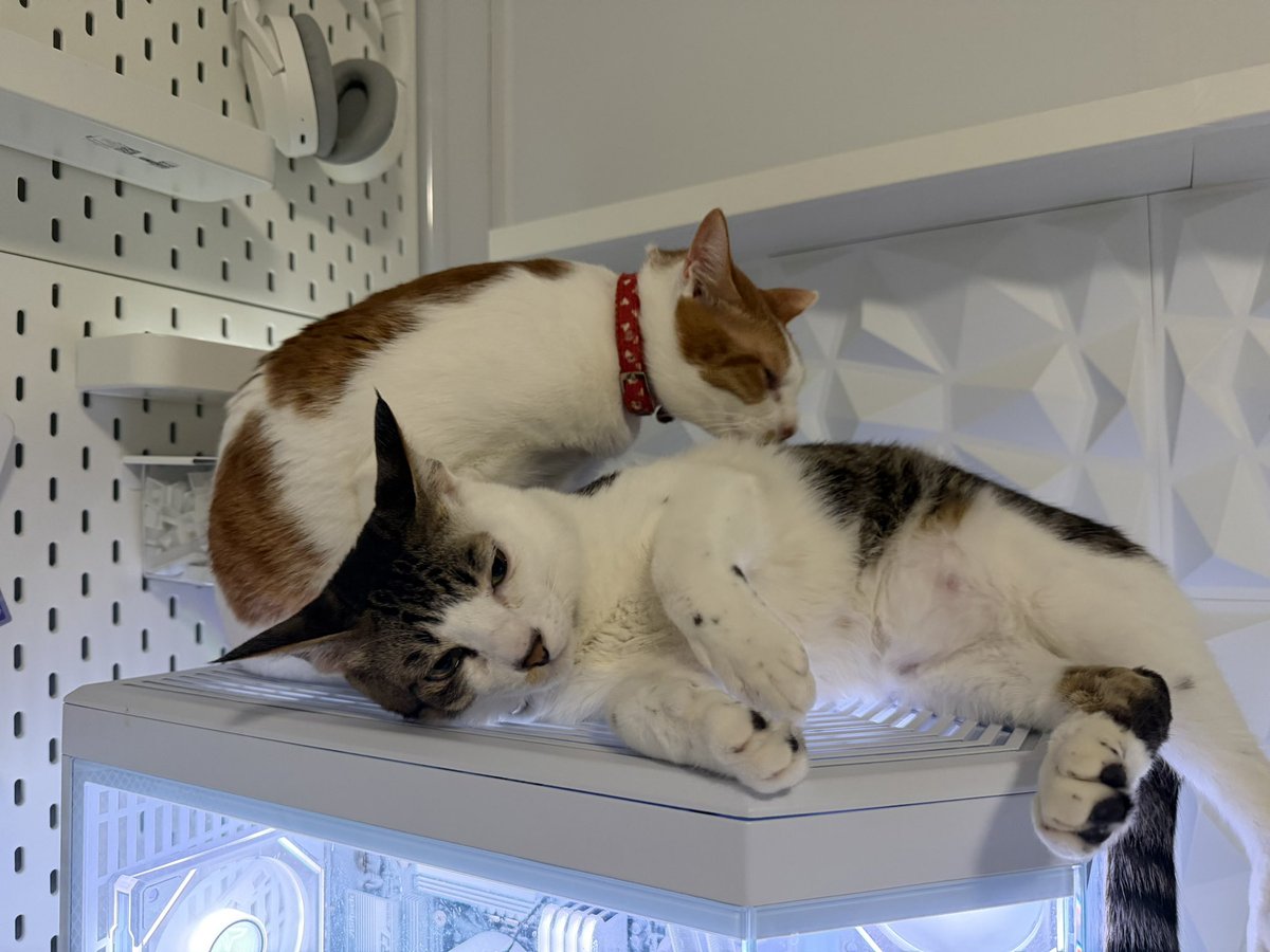 china_setup's tweet image. ゲーミングPC大盛況中💦
仲良くしてたと思ったら取り合い始まって片方が独占する。
いつものパターン

 #desksetup  #gamingpc