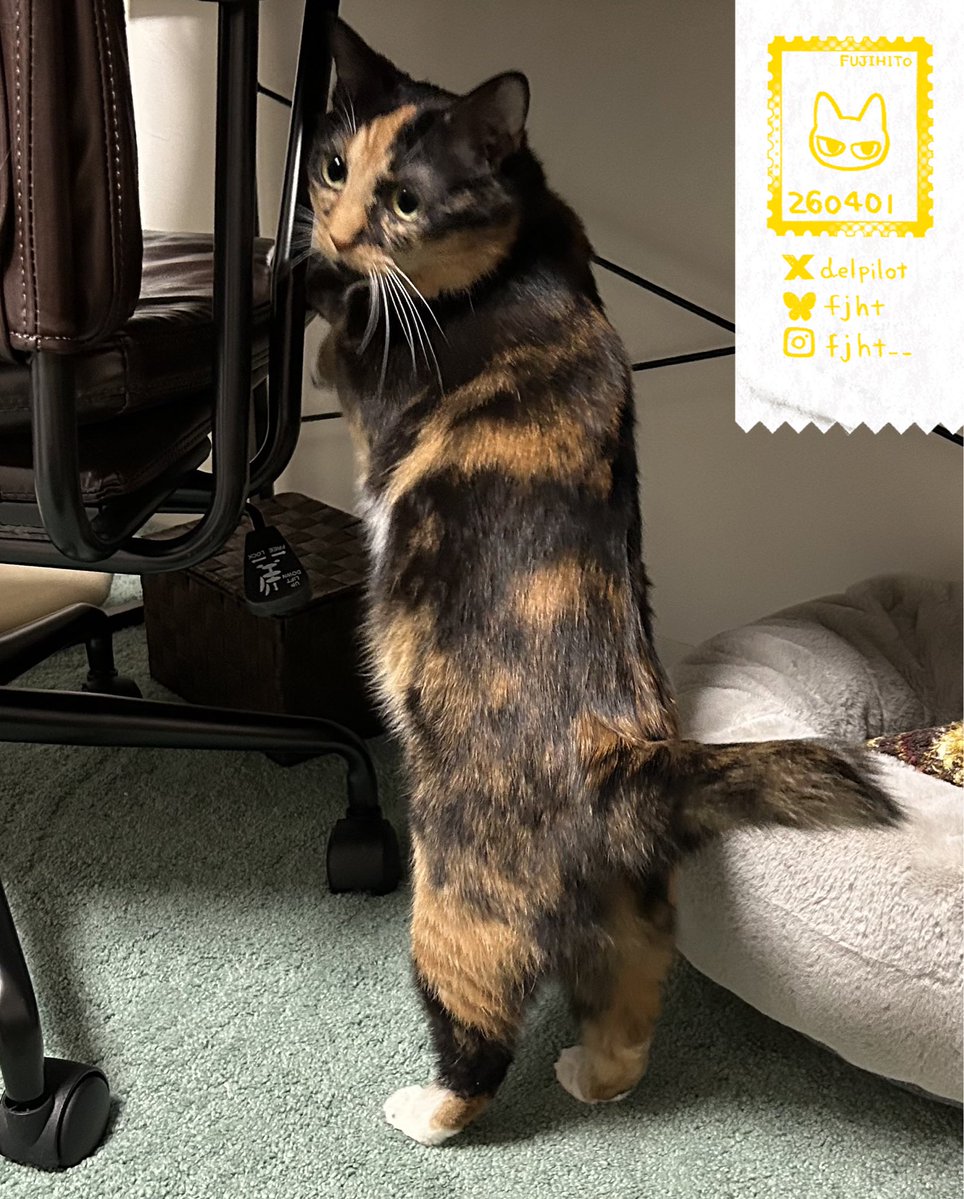 ふじひと🐾ひび猫5/20発売 tweet media