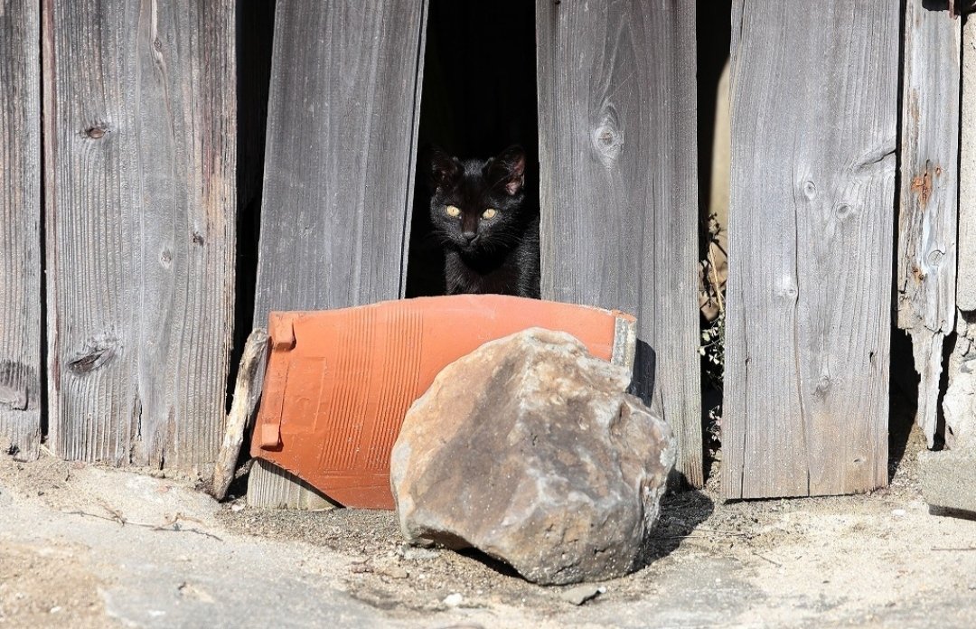 Shimajiro tweet media