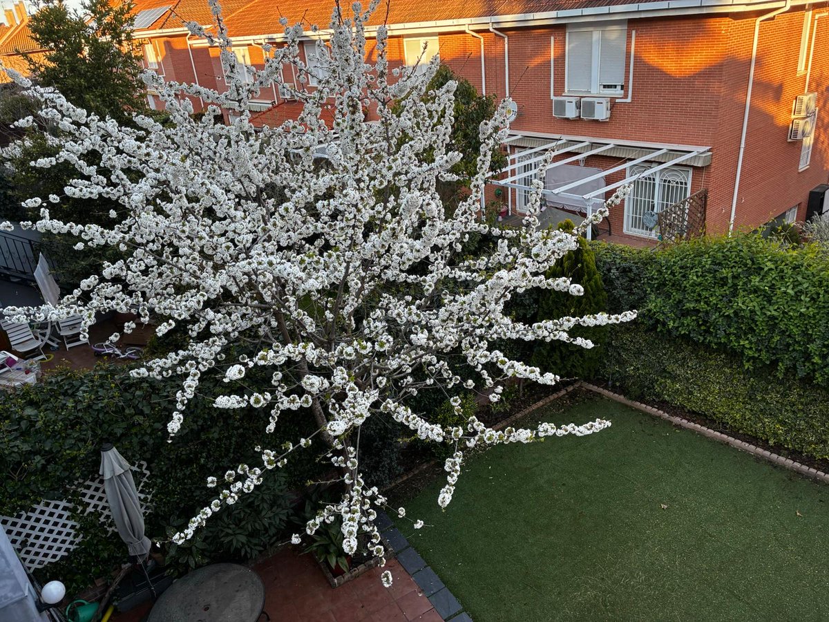 Pedro Lalanda tweet media