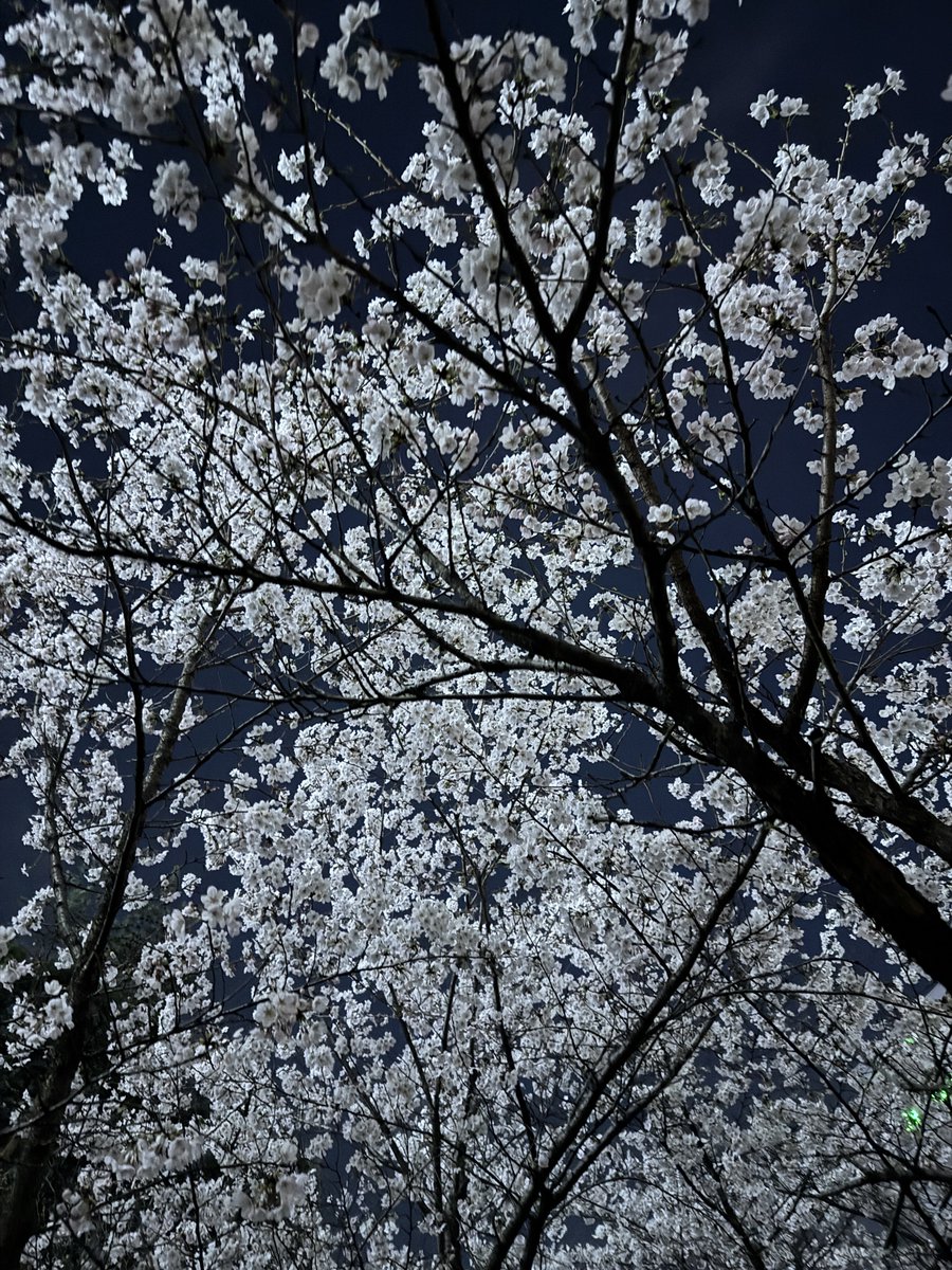 메를버러 tweet media