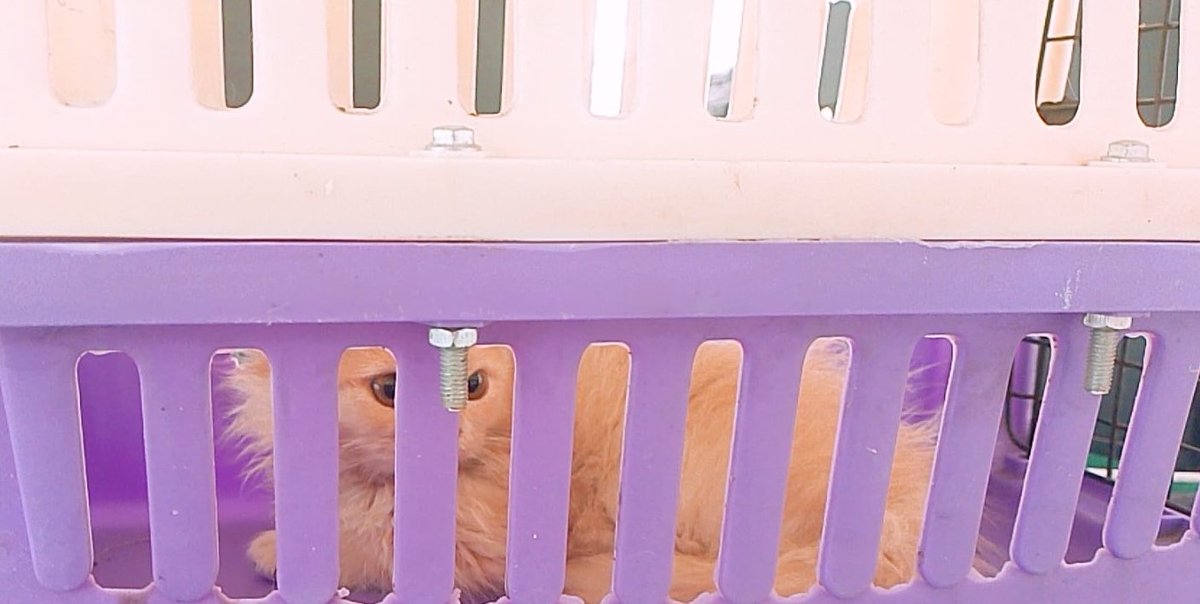 Pareshan Pablo tweet media