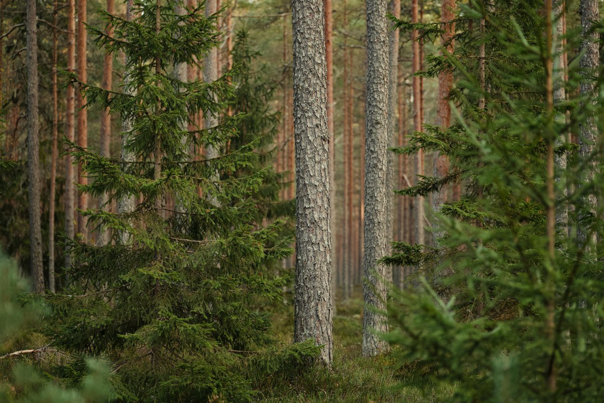 eidolocal tweet media