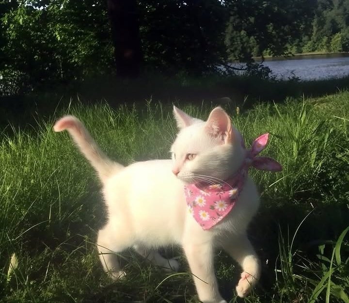 𝒍𝒖𝒏𝒂 tweet media