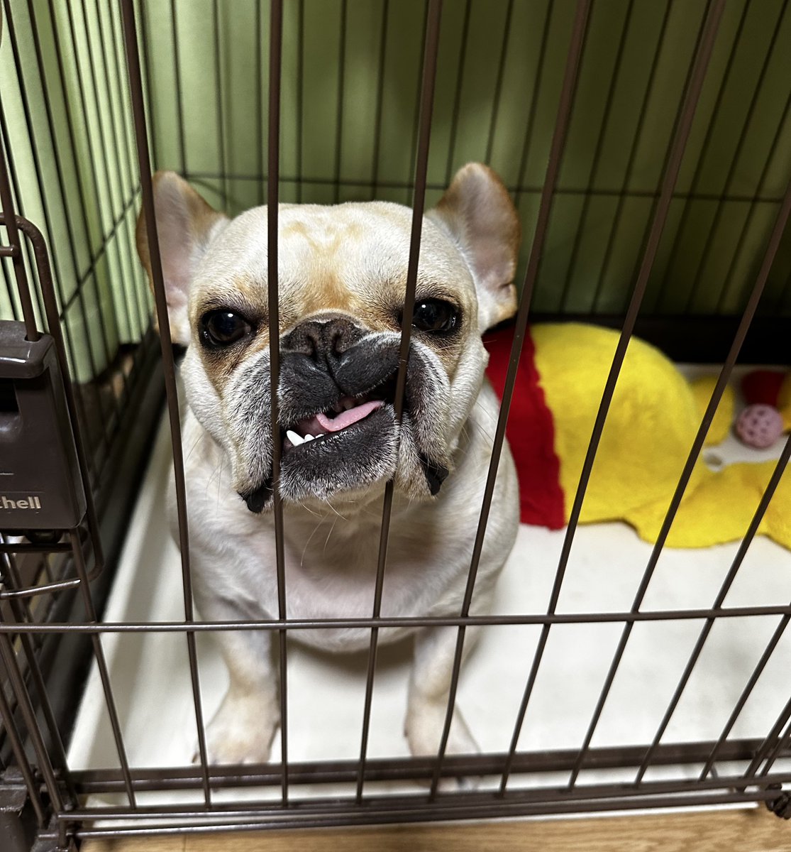 妖怪ツケマツゲ(つげちゃん) tweet media