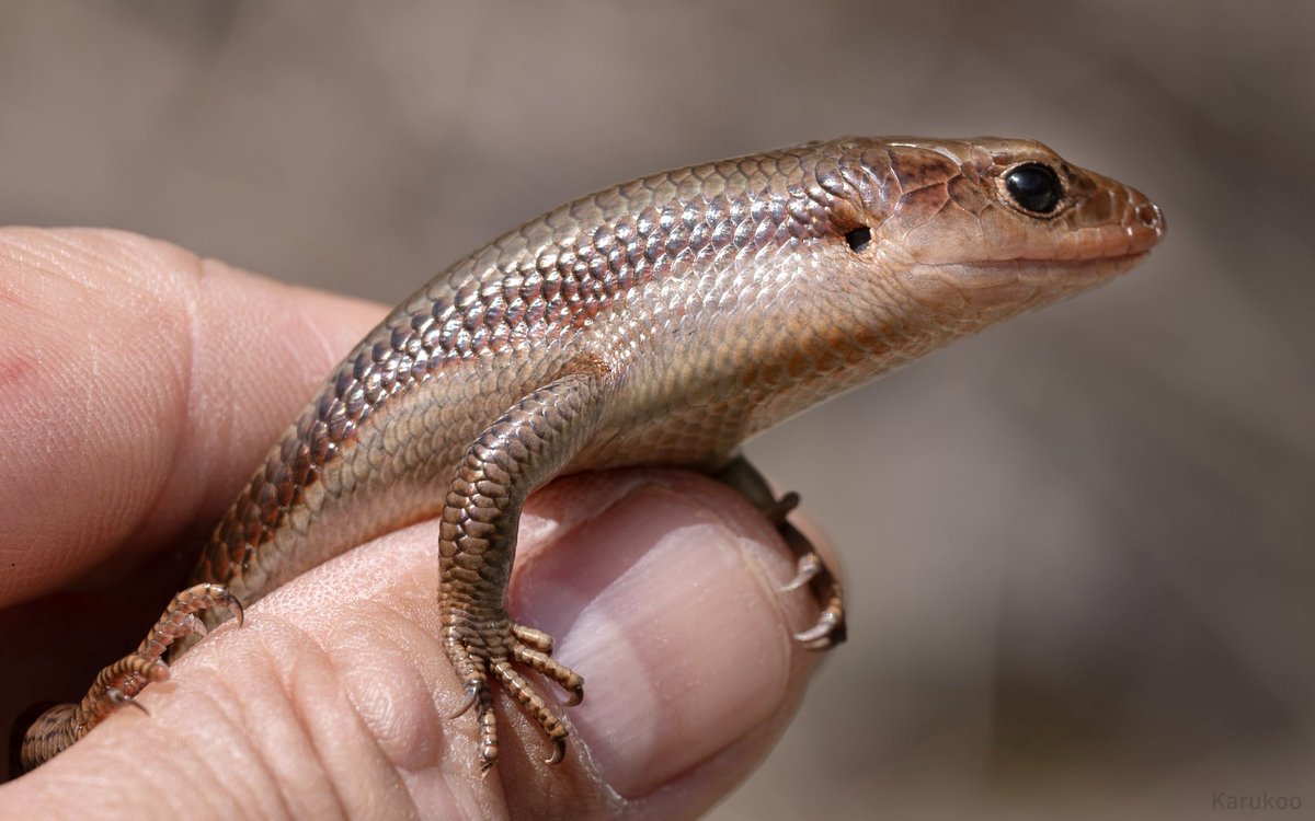 カルクウ tweet media