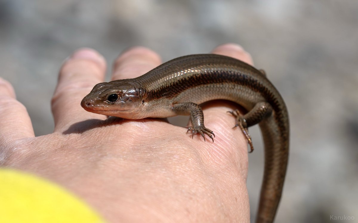 カルクウ tweet media