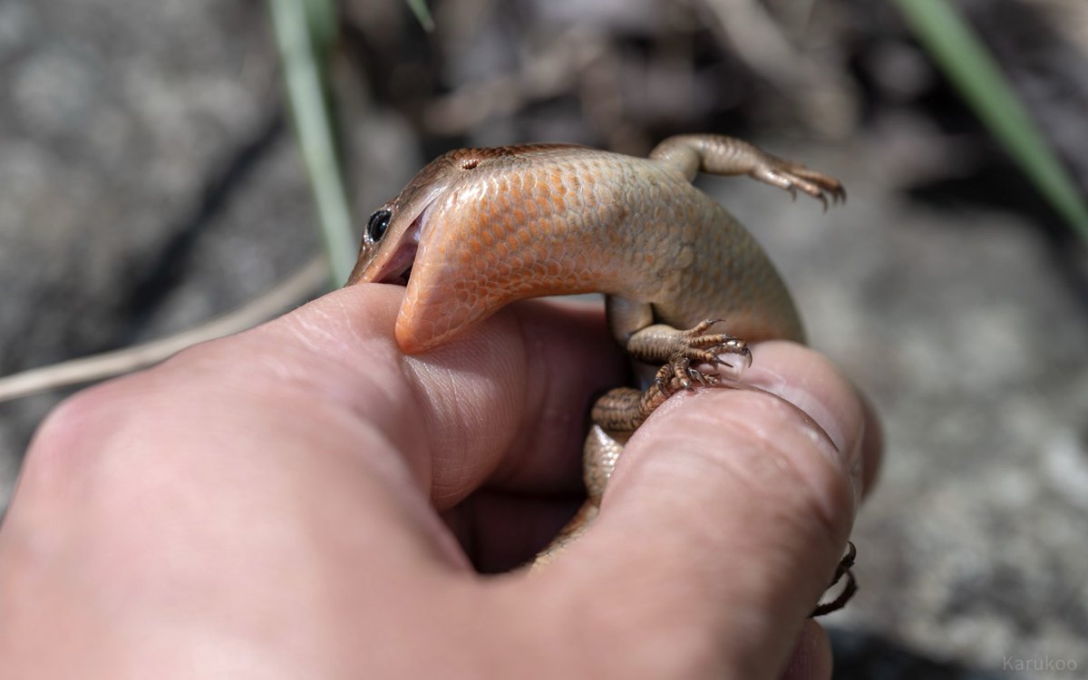 カルクウ tweet media