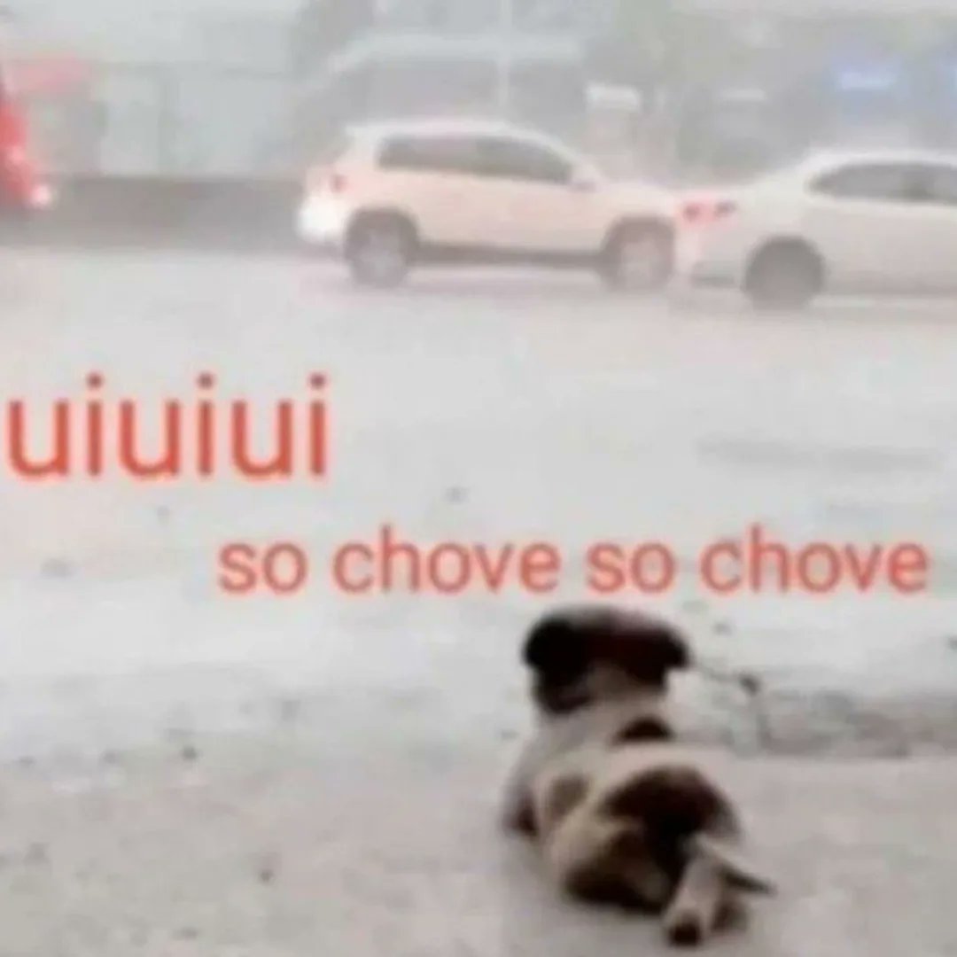 Pernambucoposting tweet media