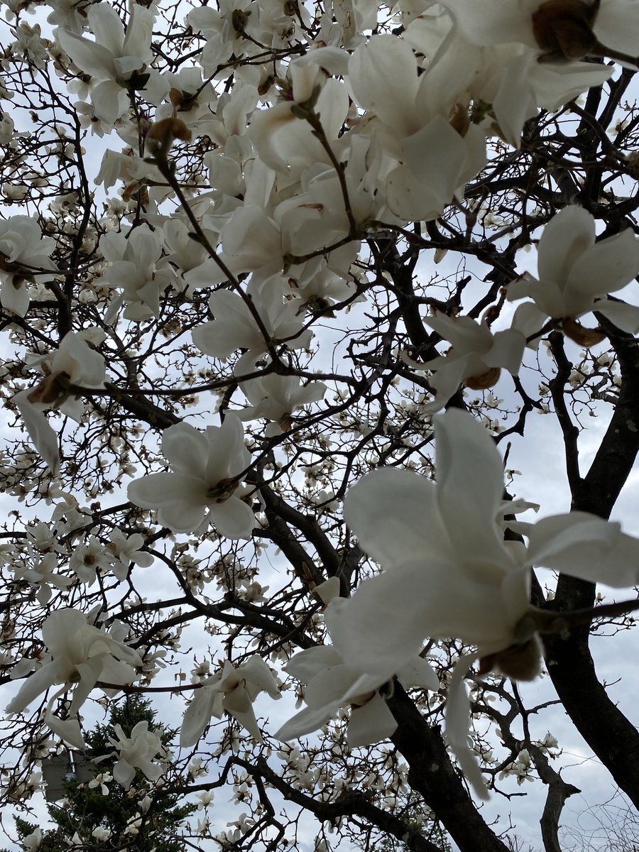 Leelimdae🕯️🎗️ tweet media