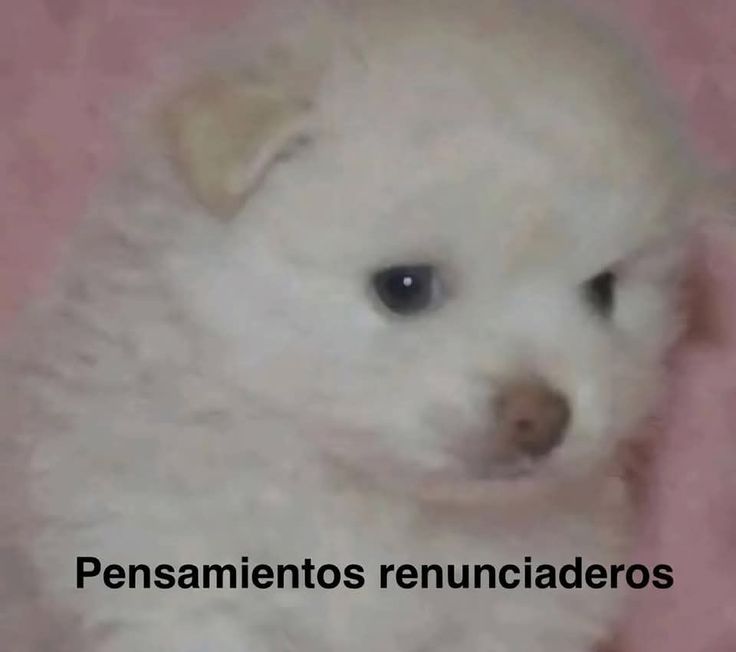verbotragica's tweet photo. Me quedé dormida y corriendo, me levanté con dolor de cabeza, llegué tarde a trabajar, me dijeron que tengo que pagar ⅓ de un paquete de chizitos que ALGUIEN (no yo) dejó abierto y se humedecieron, no pude desayunar pq la leche estaba agria y me quedé sin café. La vida me ODIA https://t.co/wMyZubbkZW