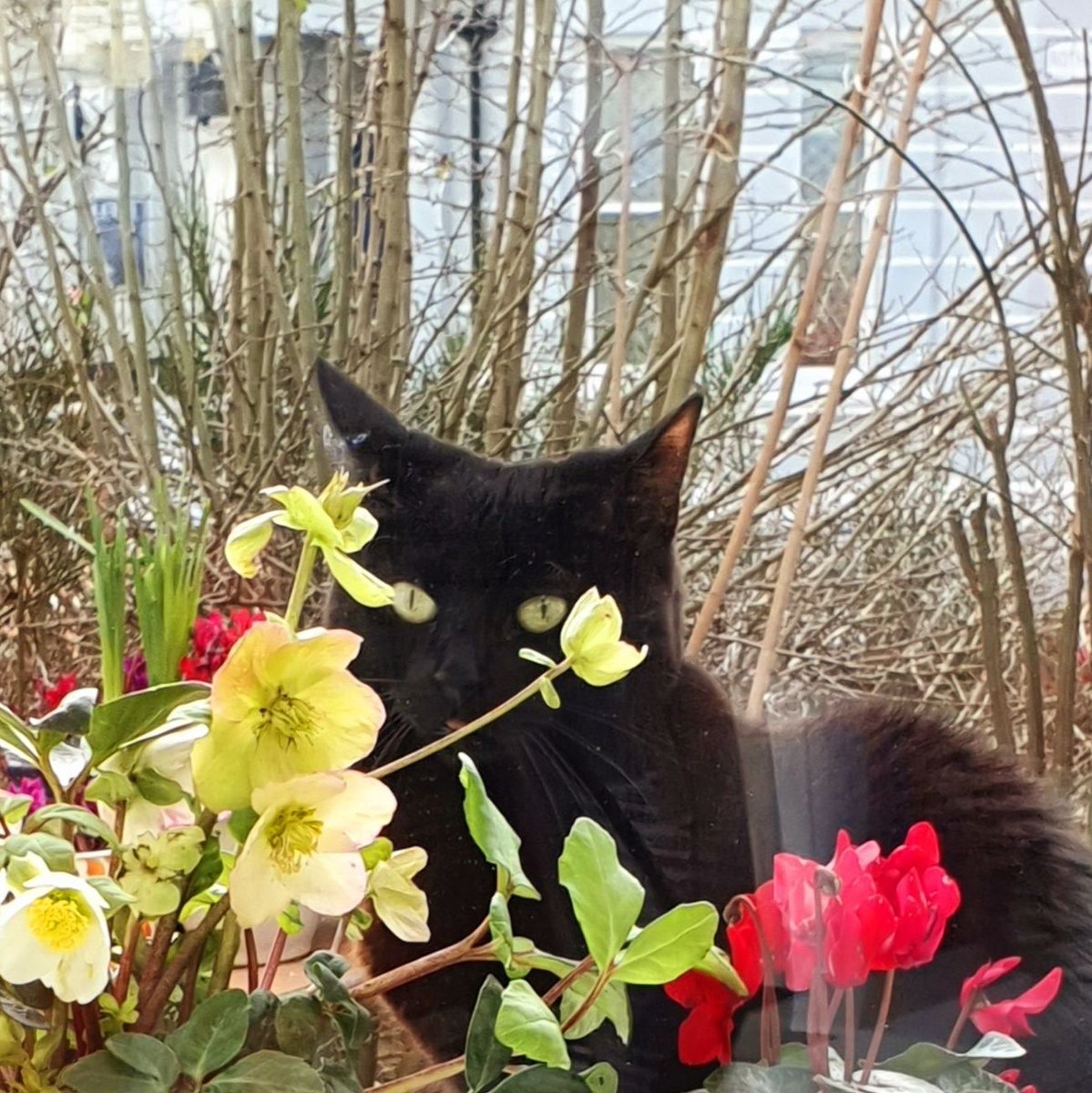 Penny Pepper tweet media