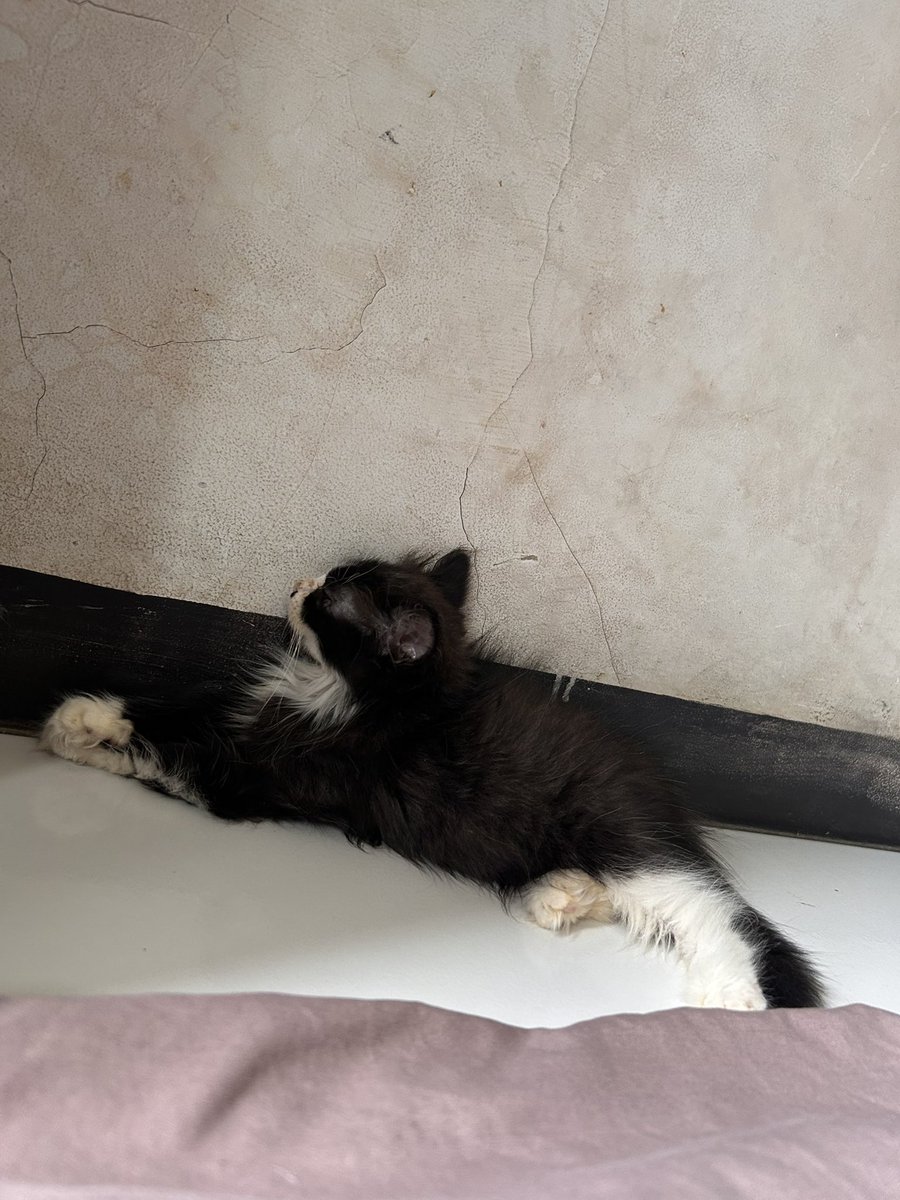 Ayu 🍀 tweet media