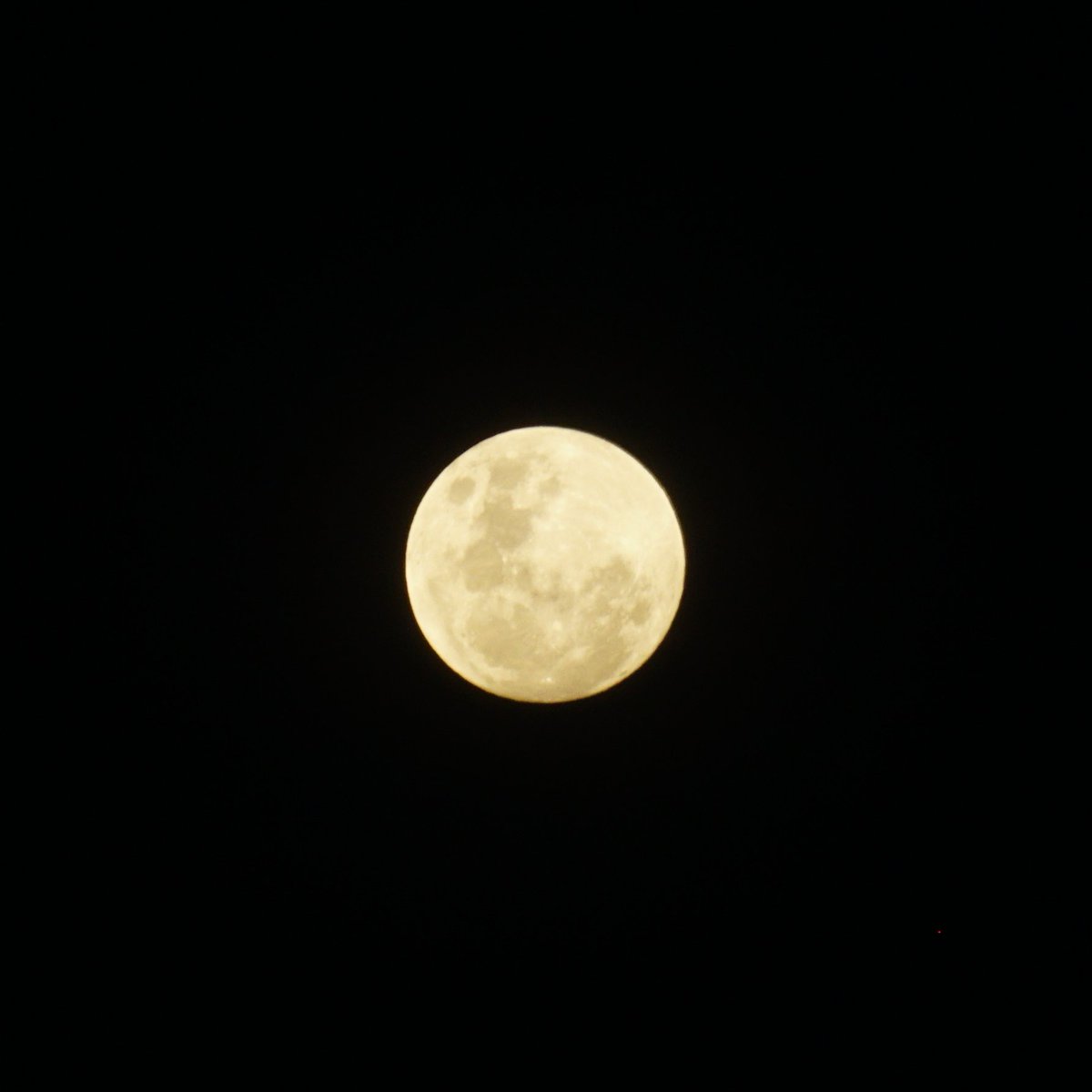 coraliabali's tweet photo. Bathing under the moon light
#ubud #purnama https://t.co/sfy7CmDafj