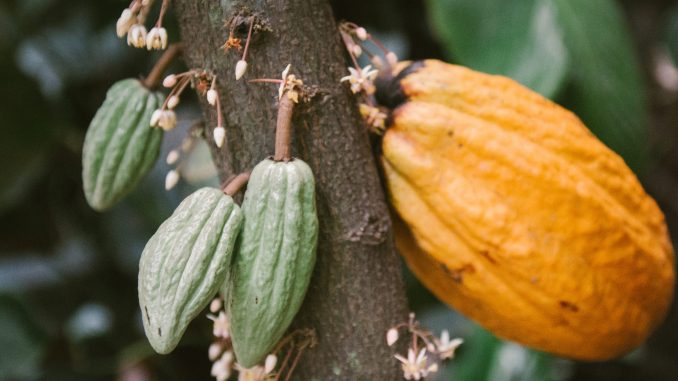 ComunicarSe's tweet photo. La brecha de ingresos en el cacao fuerza a la industria a unirse en TogetherCocoa https://t.co/ThGrGwSWqC https://t.co/51g8mPbB7o