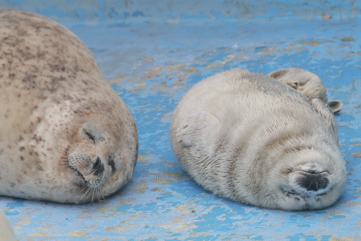 nas_oak's tweet photo. 2026.03 #ノシャップ寒流水族館
#リップ #リップ仔 https://t.co/dR9XqBn8G1