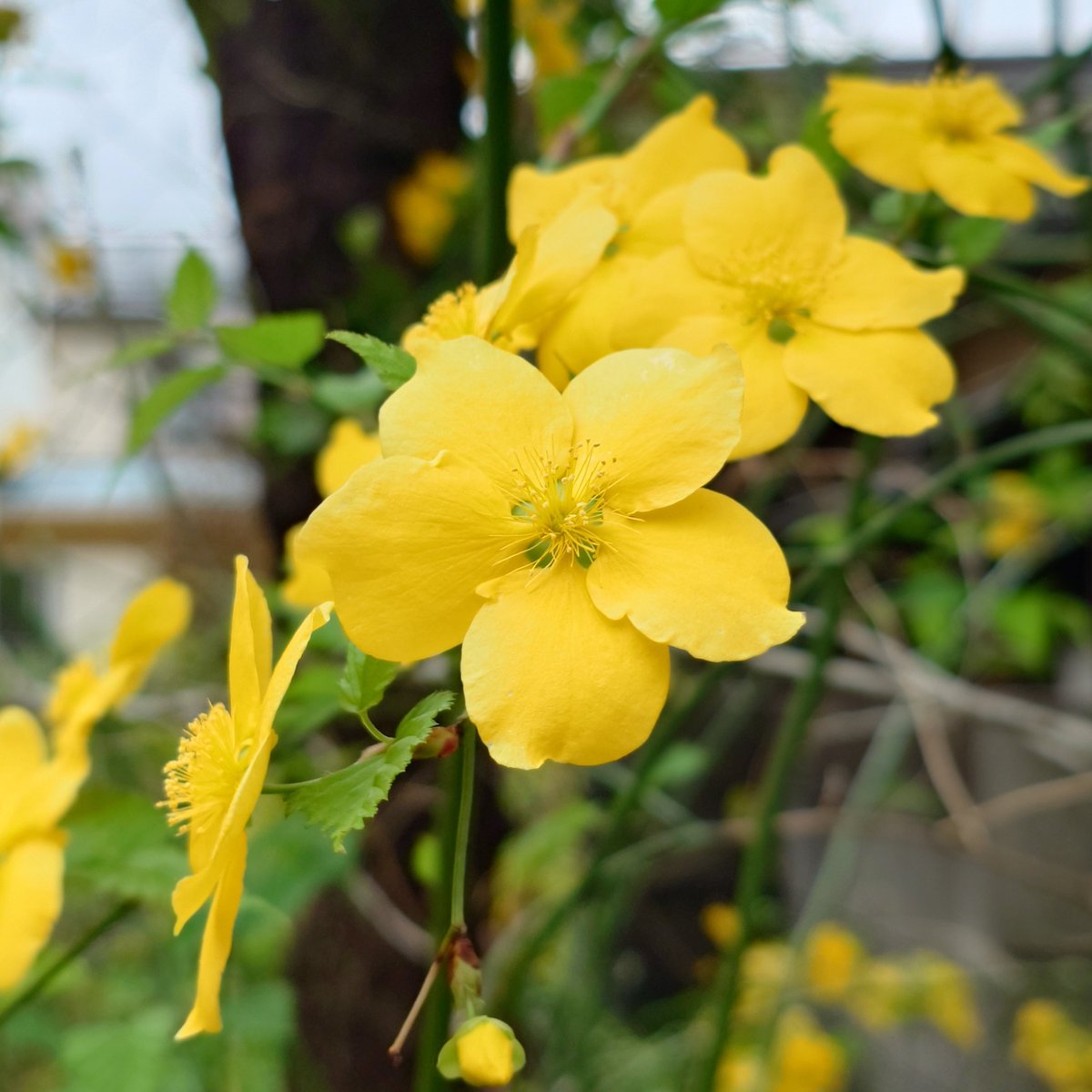 pucotan@スマグラファー tweet media