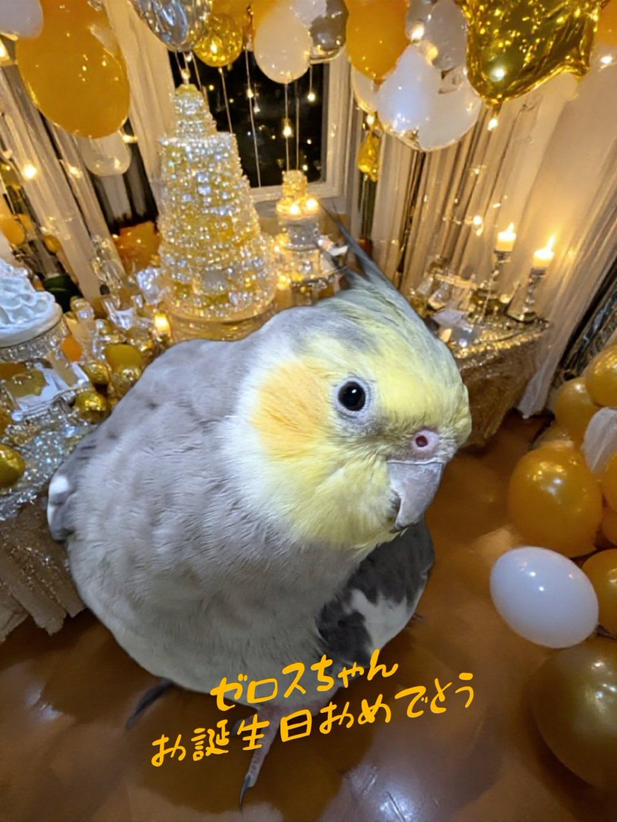 ルアン＆ケン（お世話係こまち） tweet media