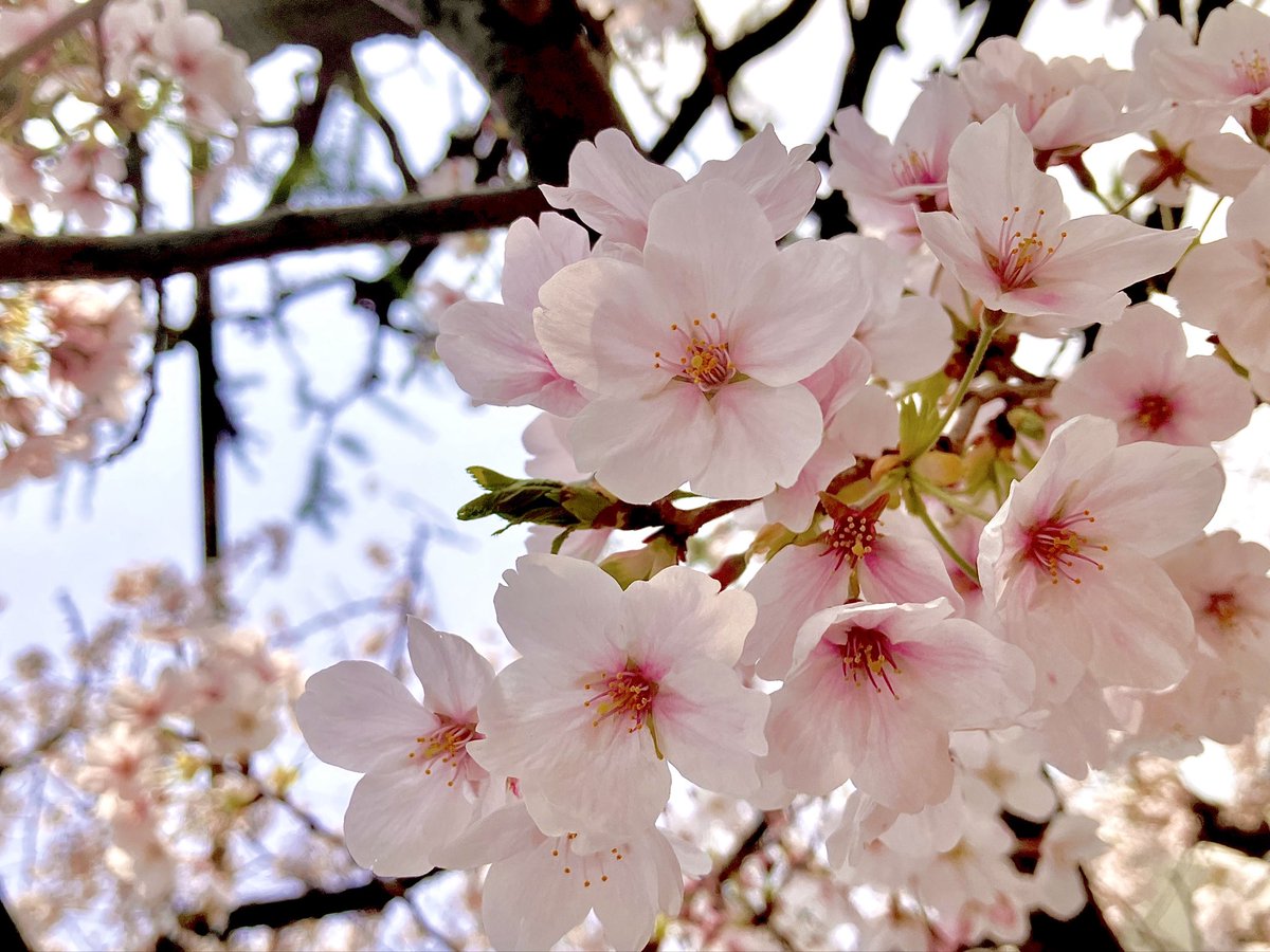 秋山 絵理 tweet media