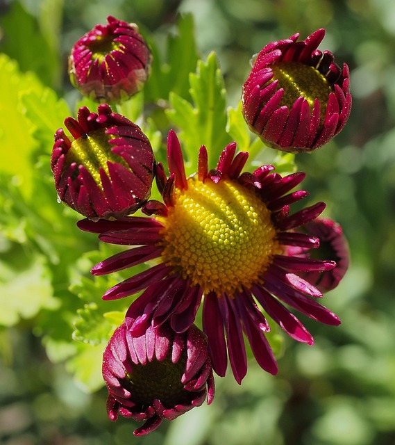 Kenneth Magar tweet media