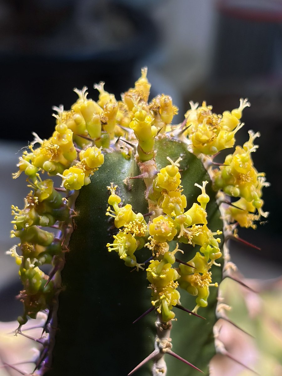 Ricky 🌊🍵🌵《アクティブスイッチON》 tweet media