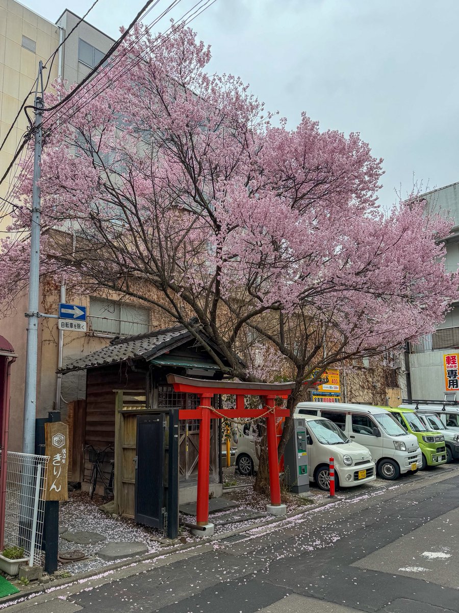 すももやさん@旅人 tweet media
