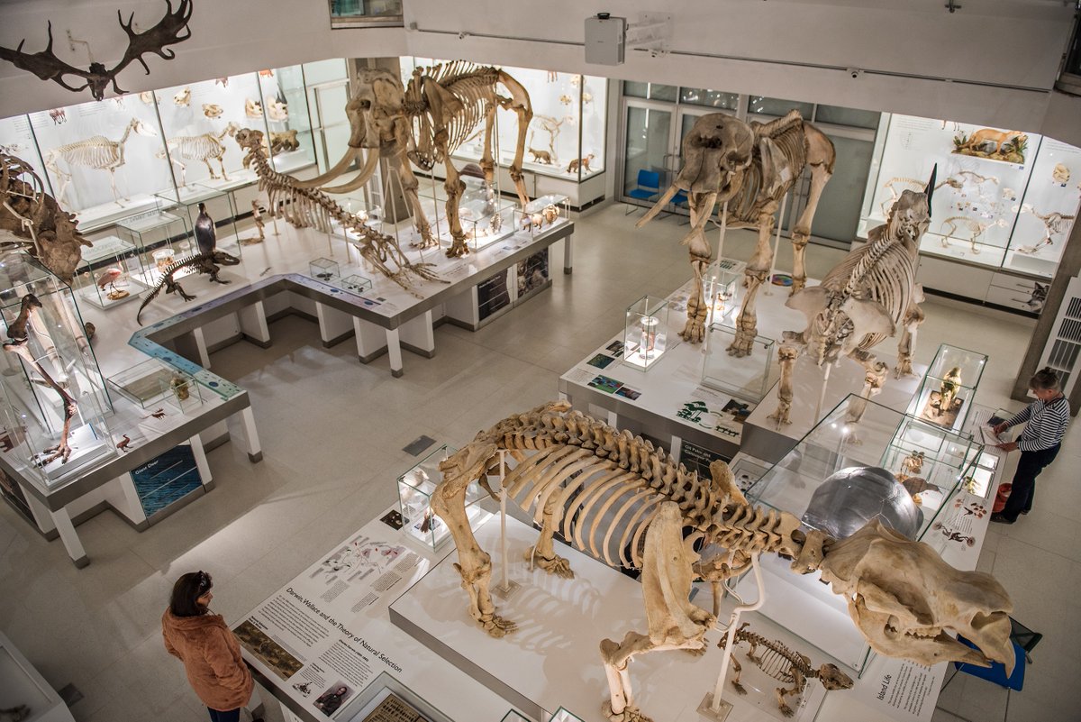 Museum of Zoology, Cambridge tweet media