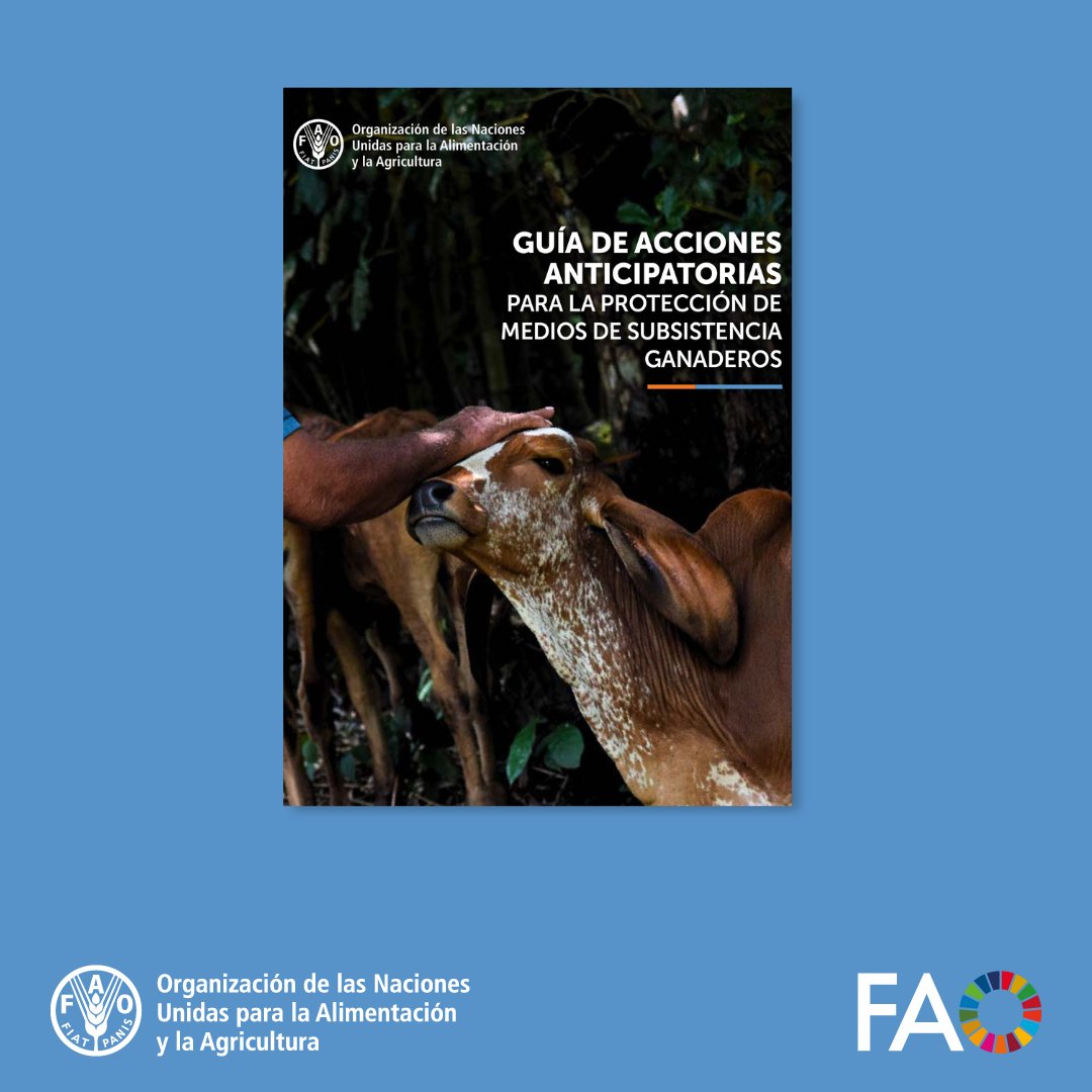 FAOAmericas's tweet photo. Revisa la nueva guía de la @FAO que impulsa la acción anticipatoria frente a sequías e inundaciones 🌦️🐖 Con recomendaciones prácticas para proteger el ganado y reducir pérdidas en comunidades rurales.

Lee la guía completa ➡️https://t.co/nCqQcI12IZ https://t.co/UhOrNSRNyY