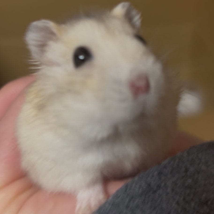 宮崎ハムオ tweet media