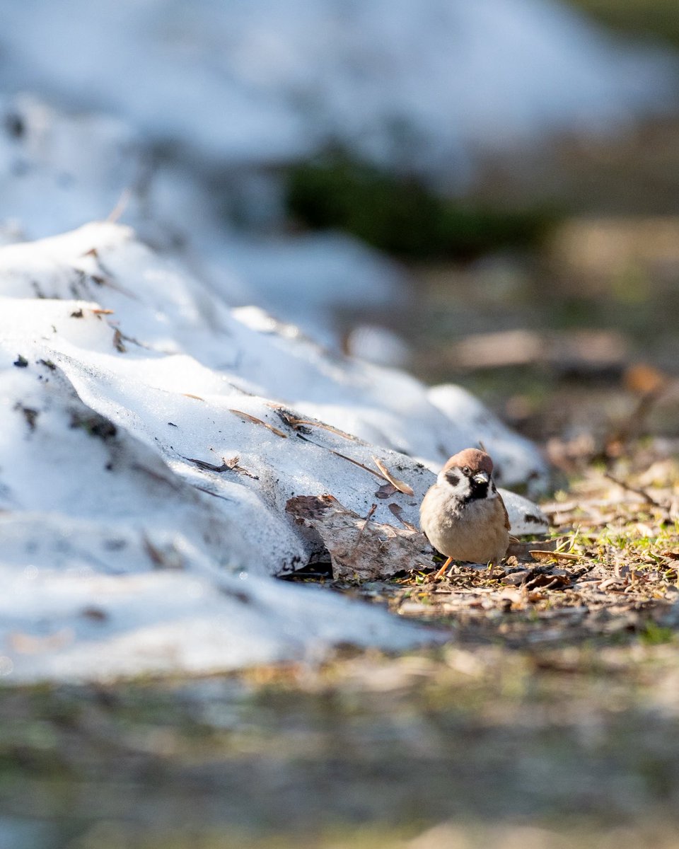 いまいごう@スズメ写真家 tweet media