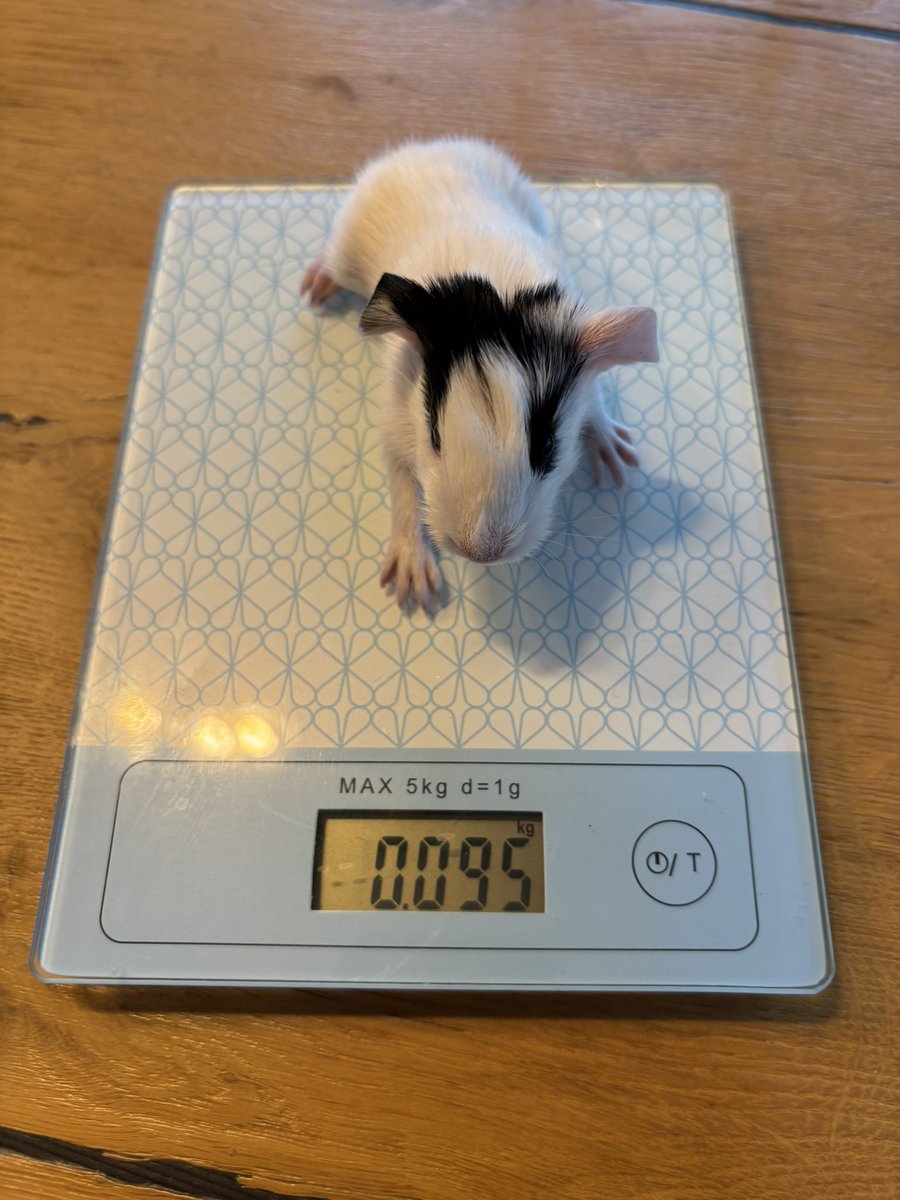 La Maison Des Chons 💪🦀 tweet media