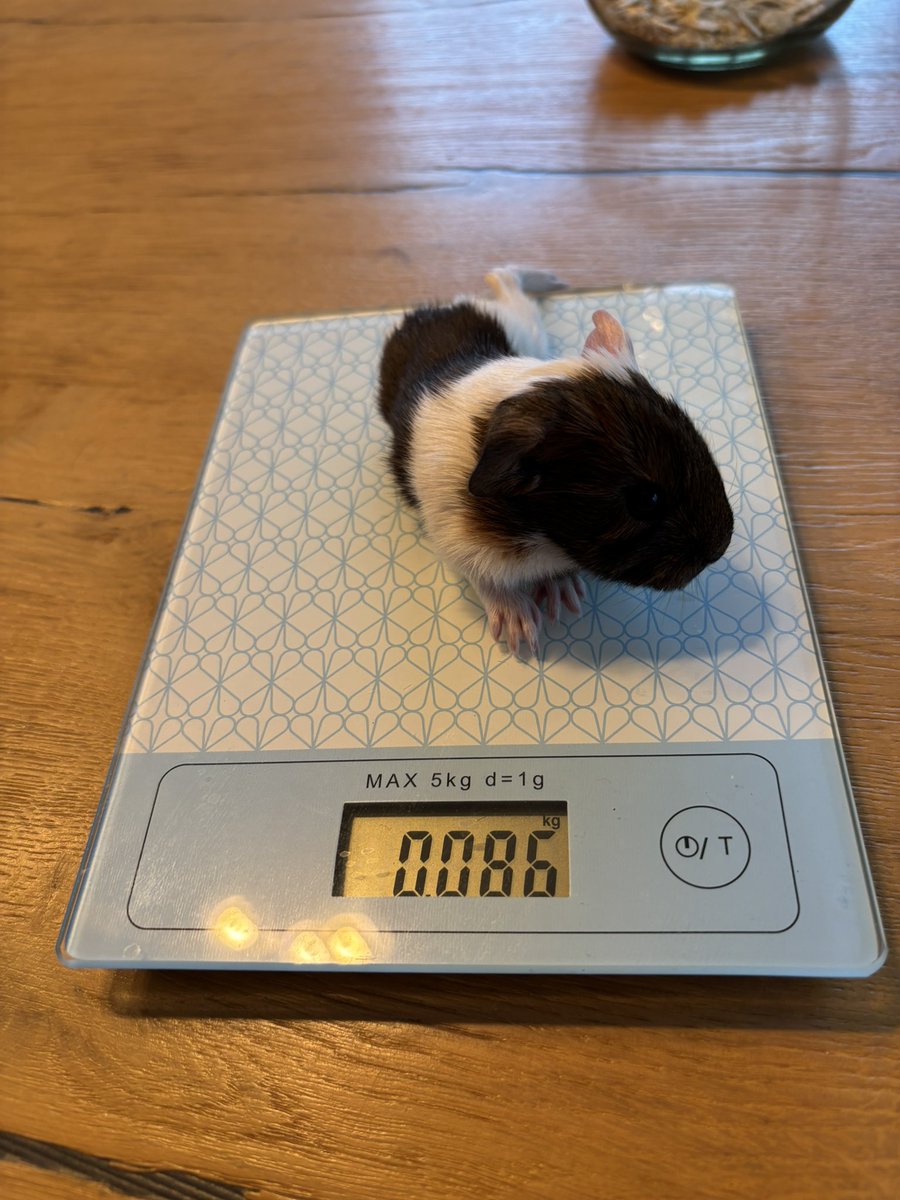 La Maison Des Chons 💪🦀 tweet media