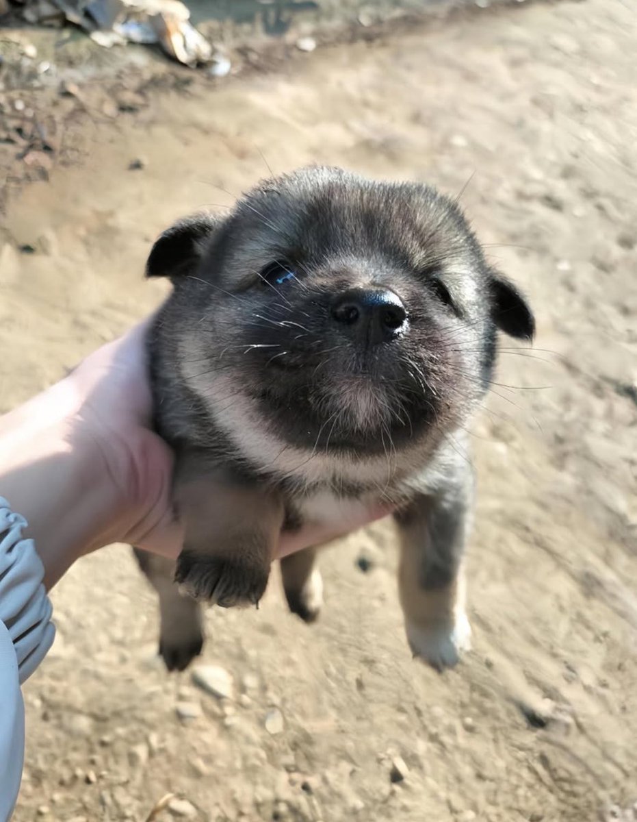 똥개 운학 tweet media