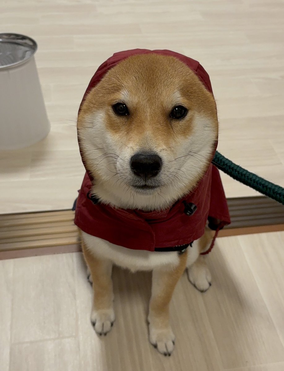 びわのすけ tweet media