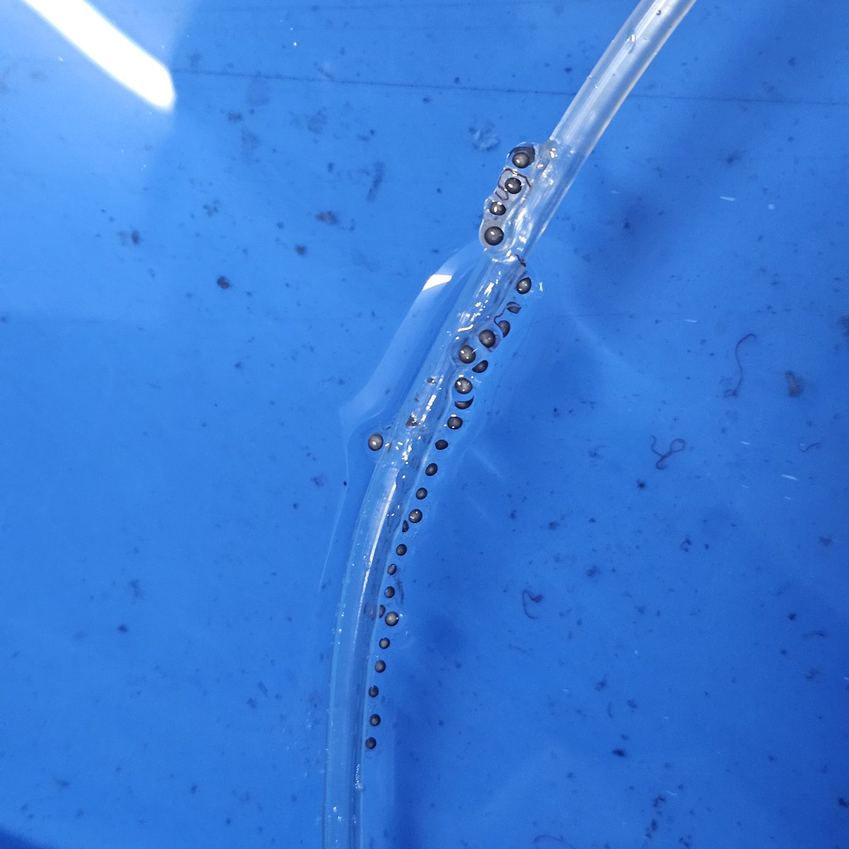 Ambystoma mavortium 'neoteny ' breeding