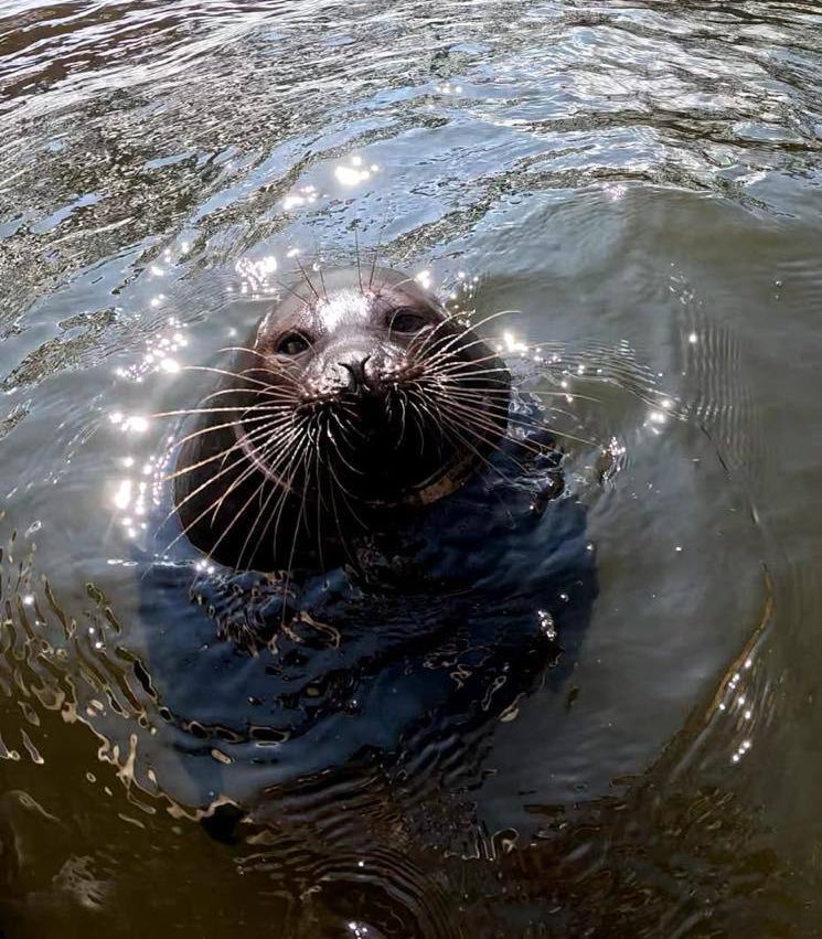 NOELLE 🦭 tweet media