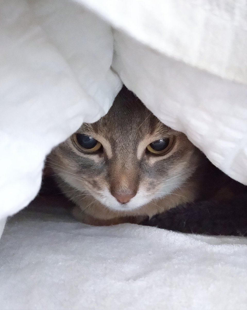acoaco511's tweet photo. お昼寝の前と後。

邪魔すんなオーラからぽやぽやモードになりました。

#猫のいる暮らし #猫のいる生活 
#猫 #アビシニアン https://t.co/G1RITRfQcu