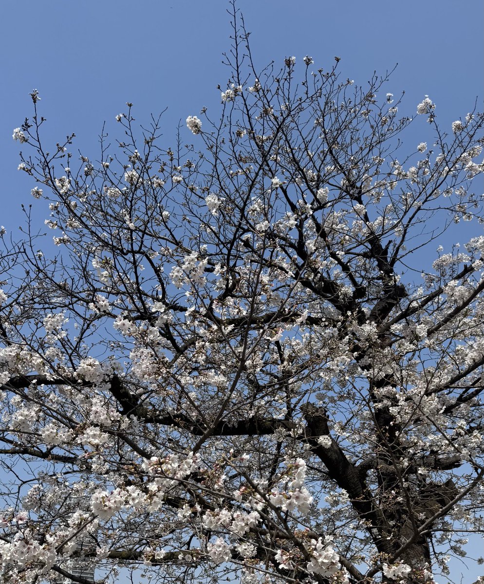 Peachchan_3's tweet photo. ⋆⸜ ℕ𝕖𝕨 𝕤𝕔𝕙𝕖𝕕𝕦𝕝𝕖 ⸝⋆

4/3 18:00〜2:00
4/4 12:00〜21:00

いい香りのお兄さん差し入れありがとうございます🙏🏻

桜がすごい綺麗だったから写真撮ったら数日後に花粉症ひどくなって悲しい🌸😢
4月も今日からスタートしたのでリフレッシュしながら頑張ろう٩( ˃ ᵕ ˂ )و https://t.co/stcuHZiQWE