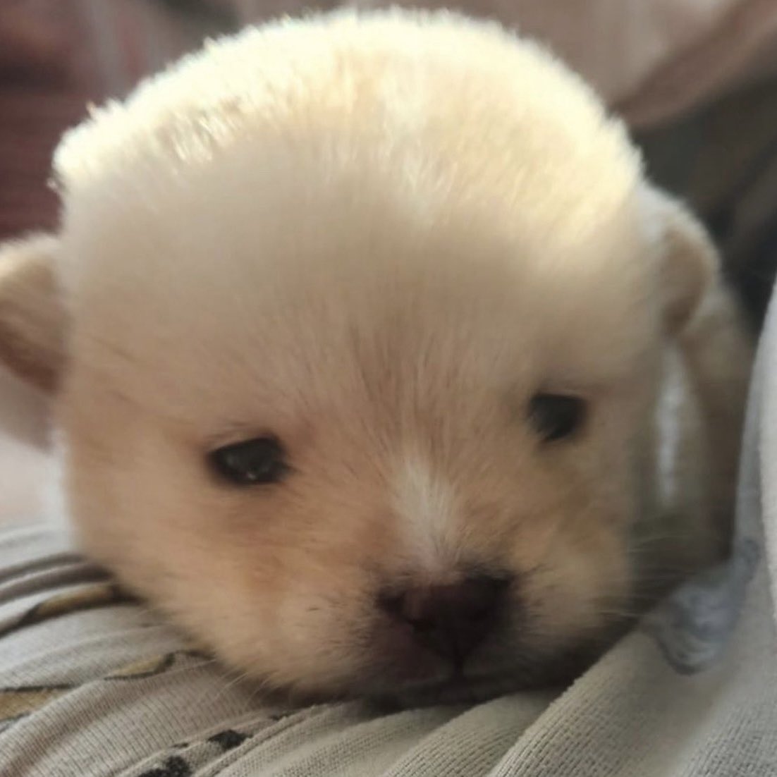 똥개 운학 tweet media