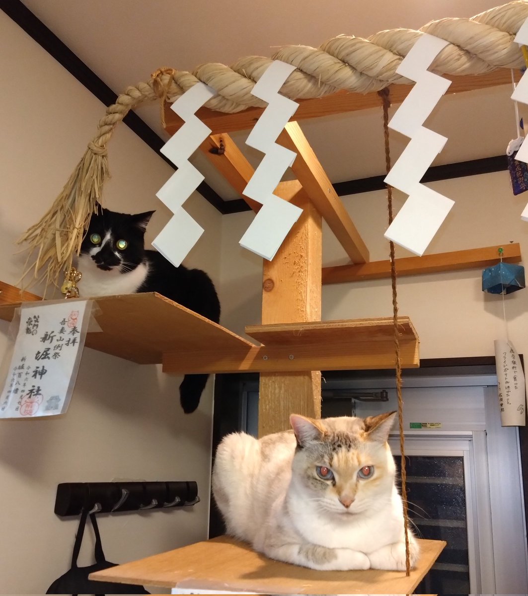 samayasu tweet media