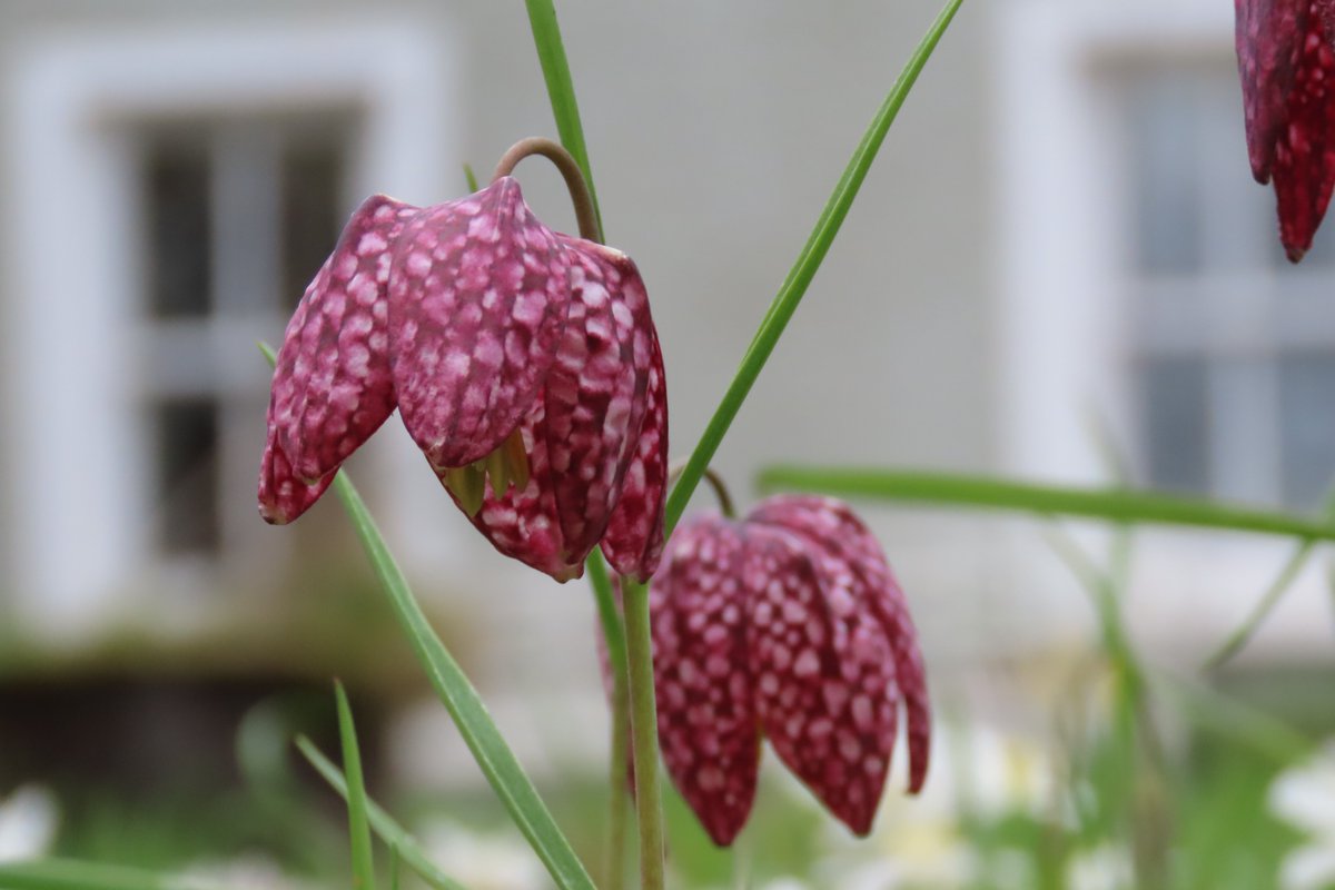 donnarainey4's tweet image. My #dontmow lawn delivering for #pollinators