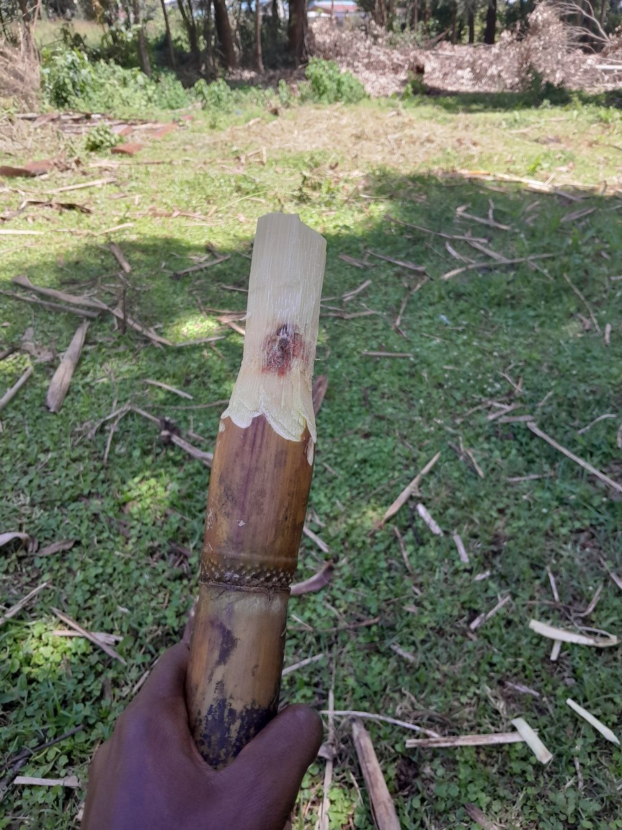 DionBett tweet media