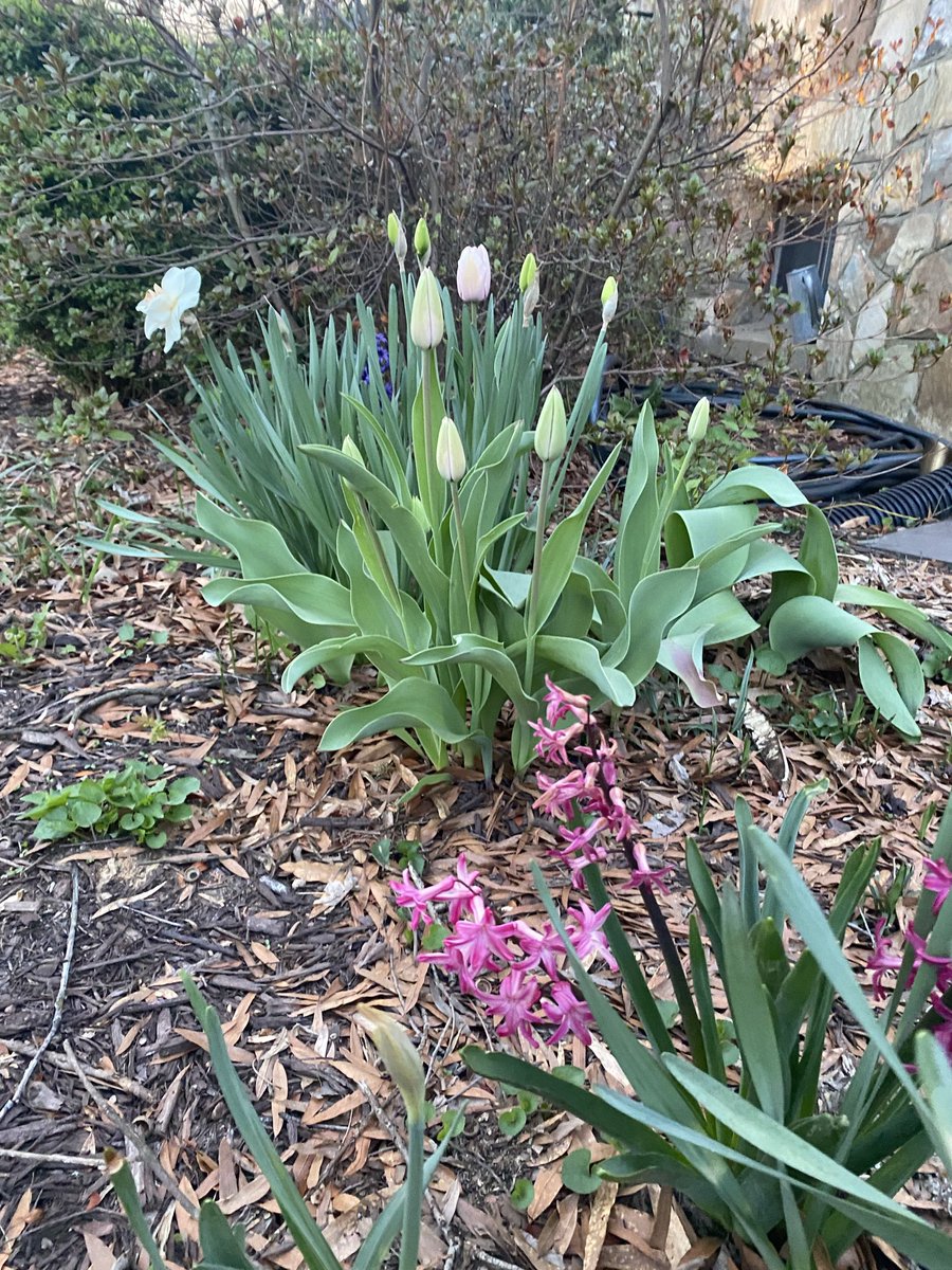 Dr Tracey Lynn Perez Koehlmoos tweet media